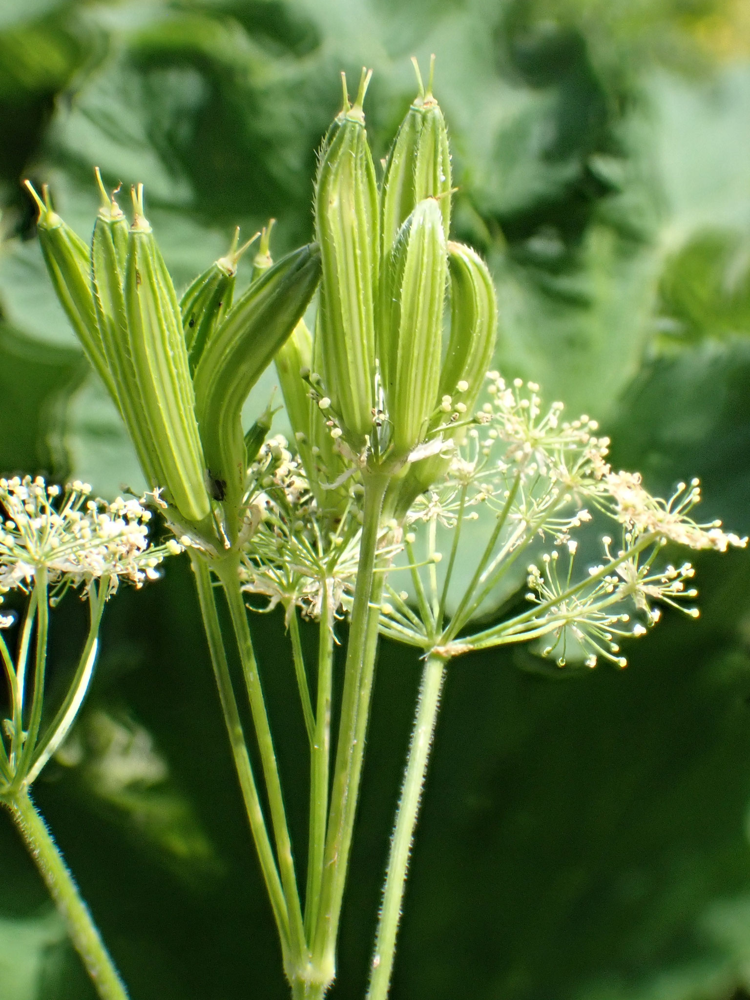 Cerfeuil musqué / Myrrhis odorata