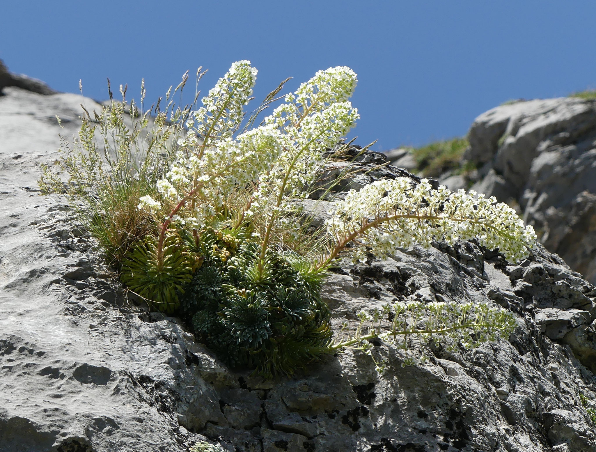Saxifrage à longues feuilles / Saxifraga longifolia
