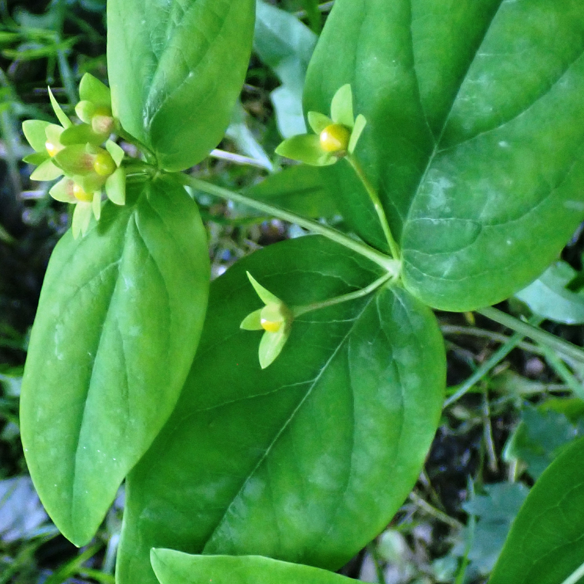 Millepertuis androsème / Hypericum androsemum