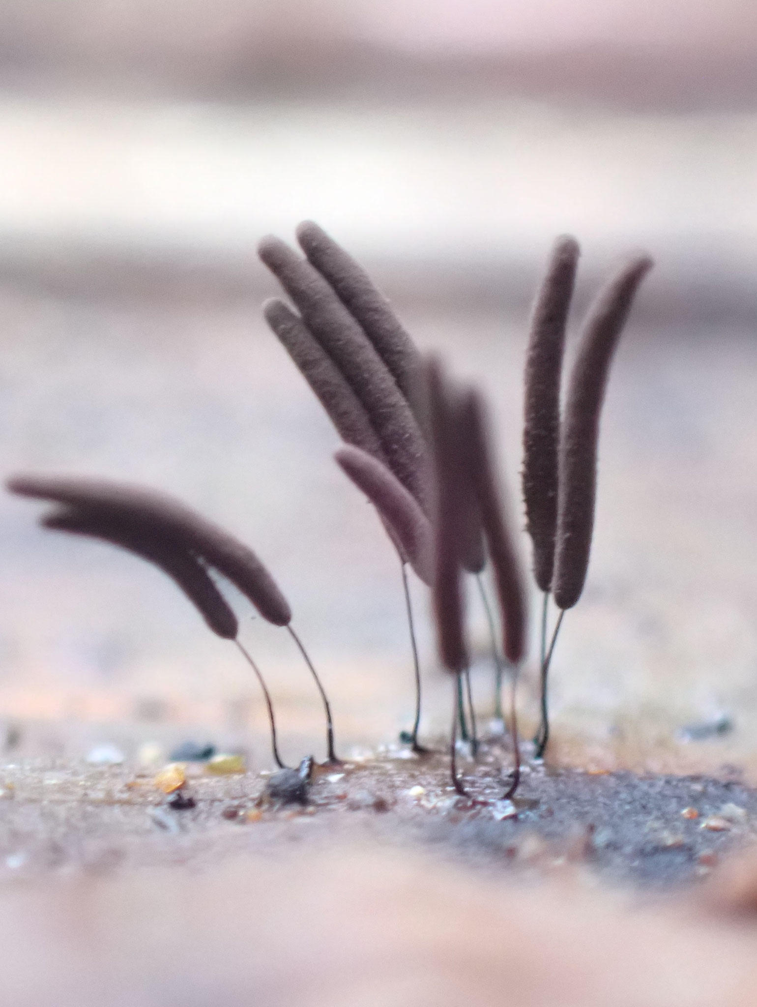 Stemonitis cf. smithii