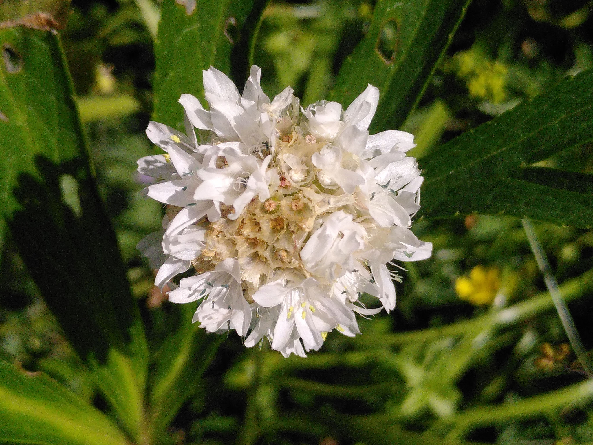 Armérie à nervures pubescente / Armeria pubinervis
