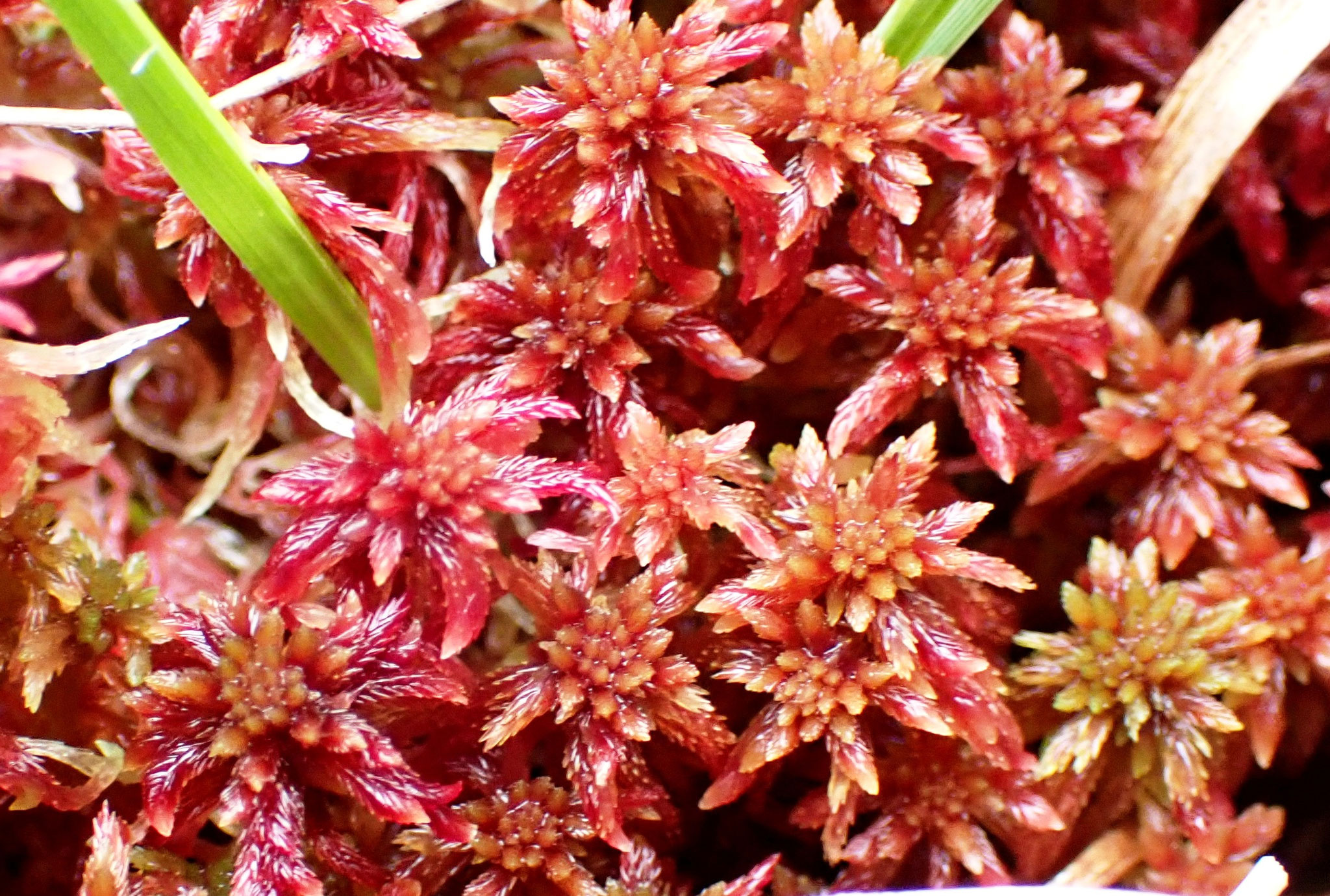 La sphaigne rouge / Sphagnum rubellum