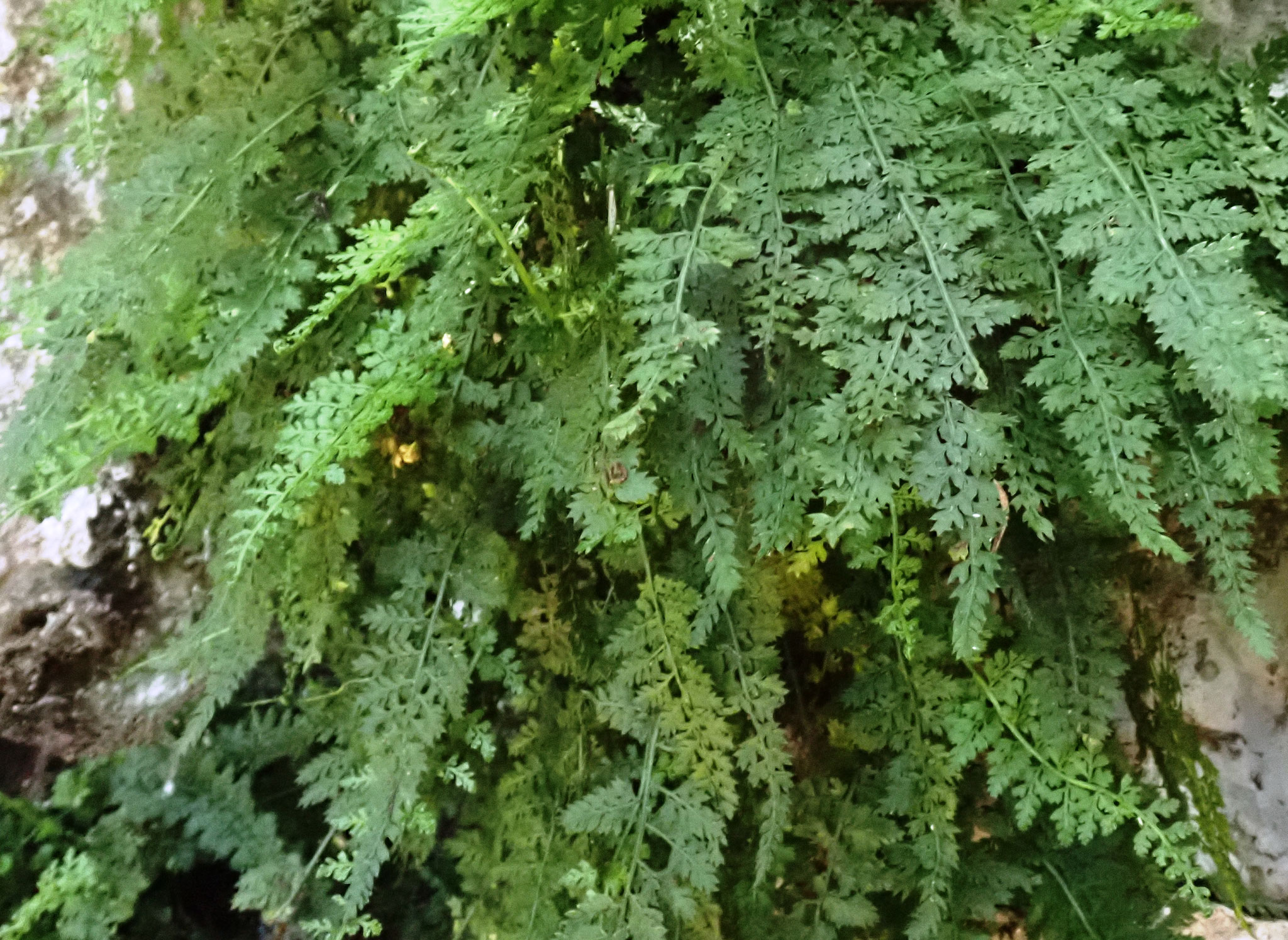 Asplenium des fontaines / Asplenium fontanum