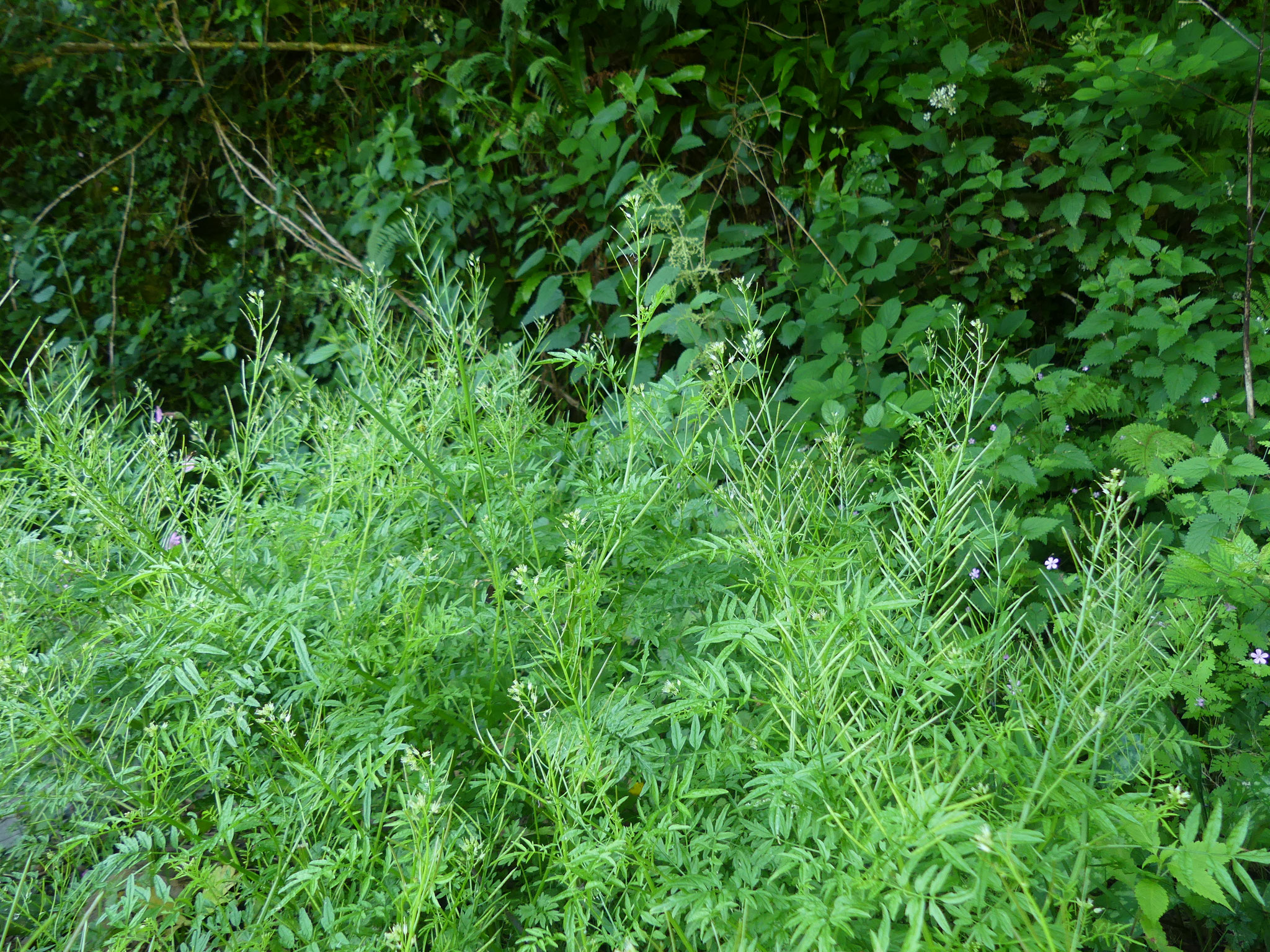 Cardamine impatiente / Cardamine impatiens