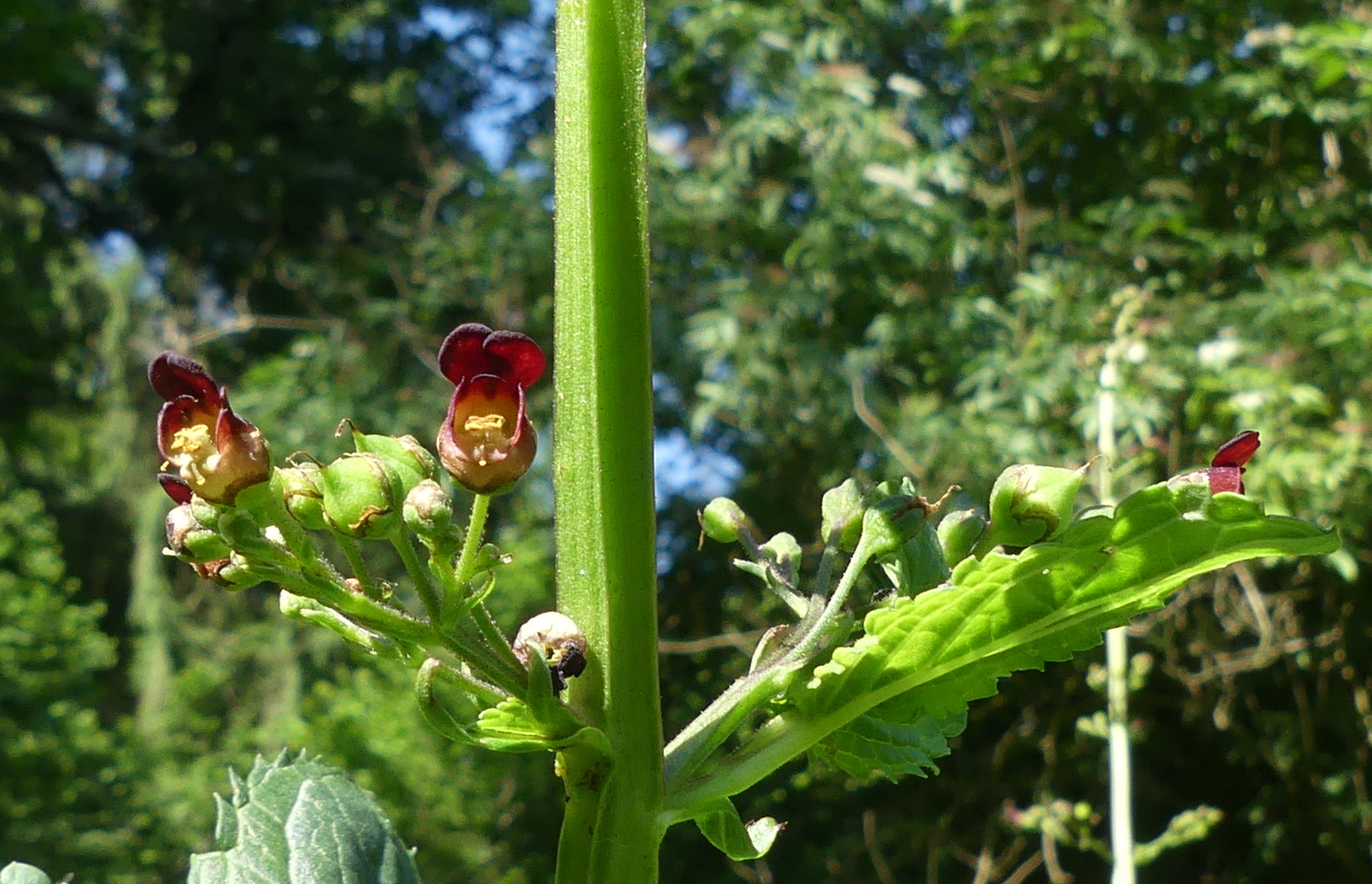 Scrophulaire aquatique / Scrophularia auriculata