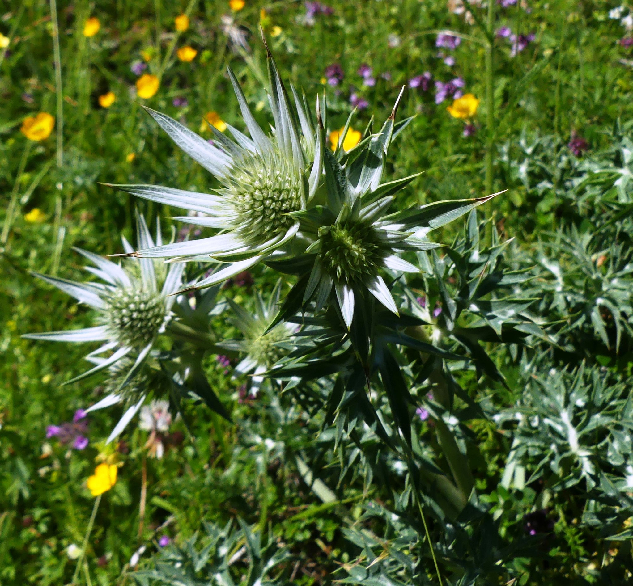Panicaut de Bourget / Eryngium bourgatii
