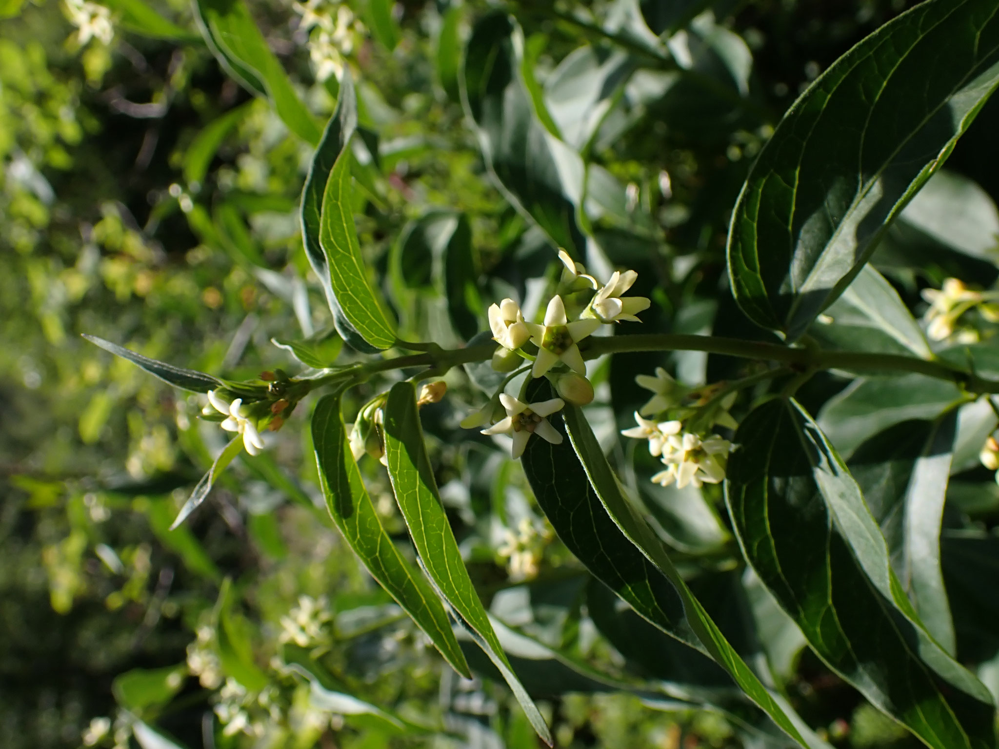 Dompte venin / Vincetoxicum hirundinaria
