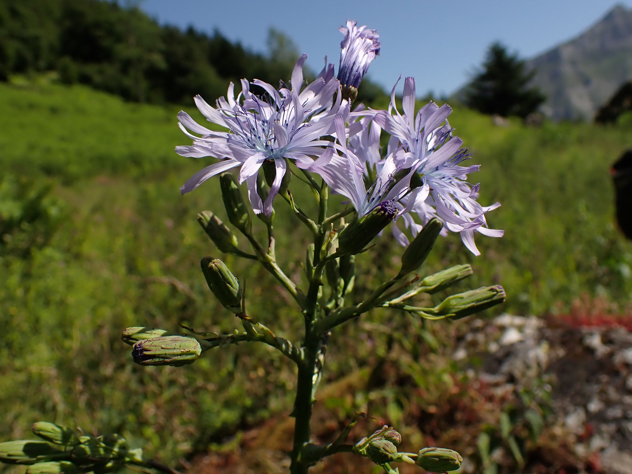 Laitue de Plumier / Lactuca plumieri