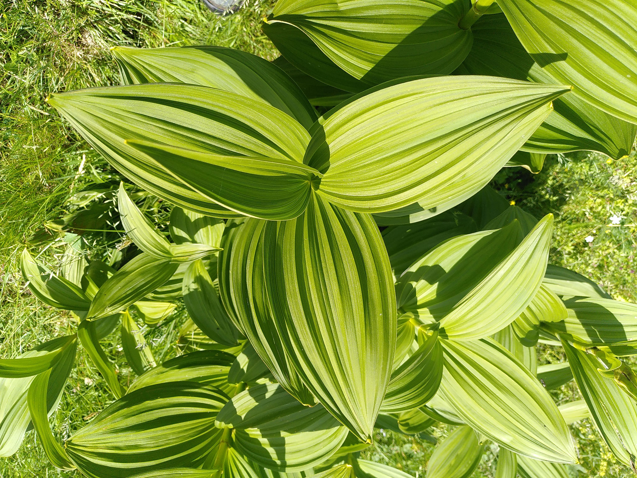 Vérâtre blanc / Veratrum album