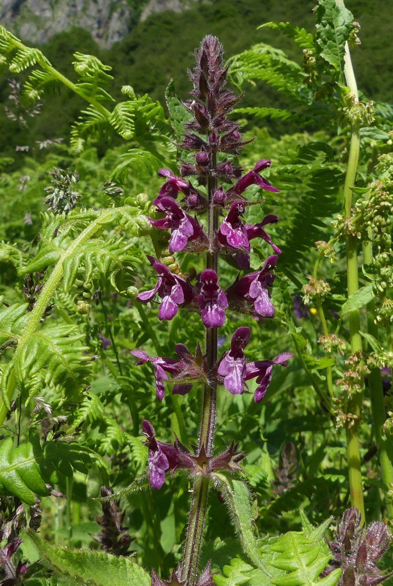Épiaire des bois / Stachys sylvatica