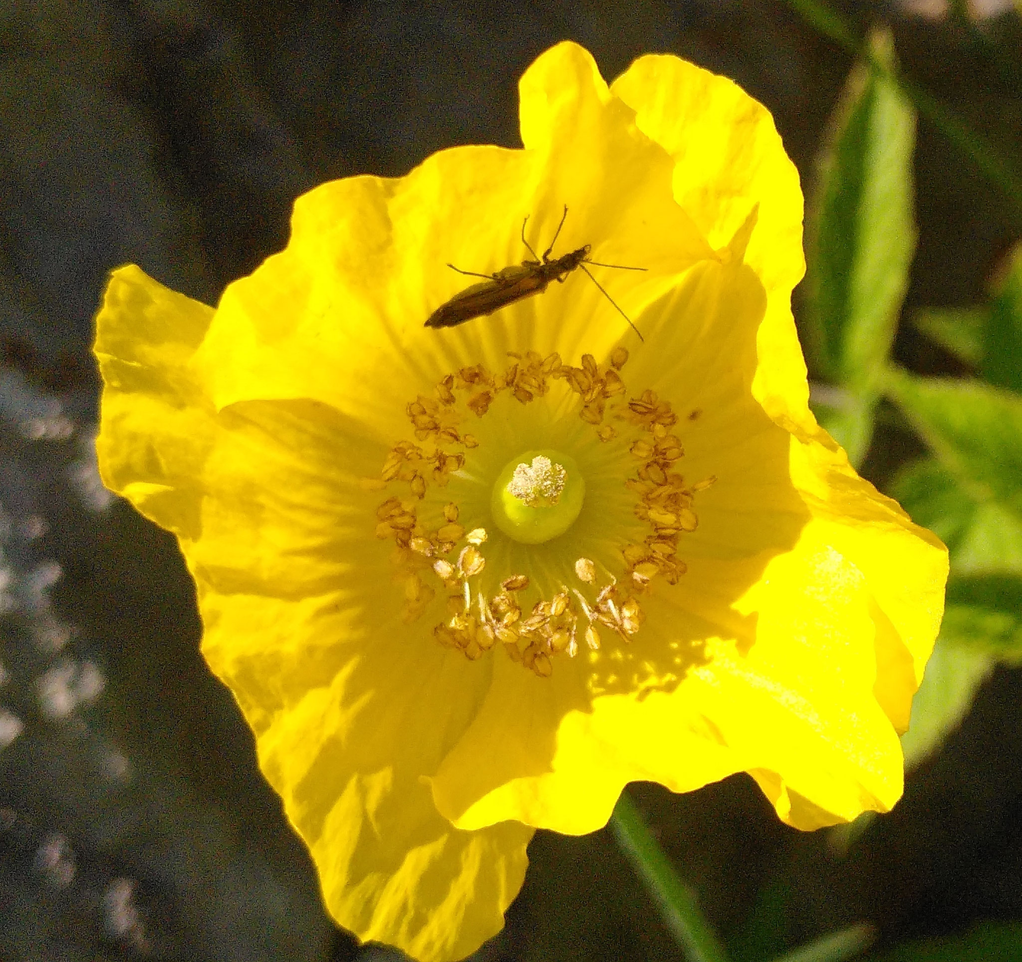 Pavot du Pays de Galles (quadrangulaire) / Papaver cambricum