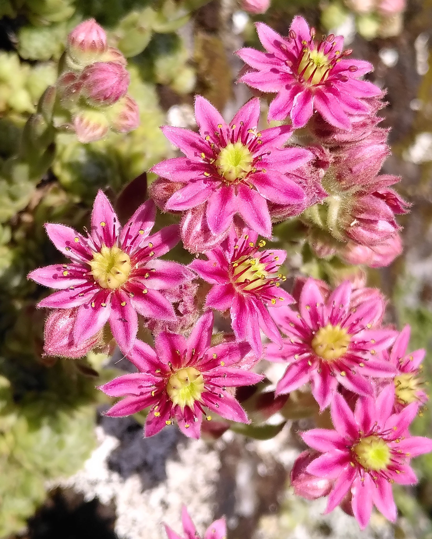 Joubarbe de montagne / Sempervivum montanum
