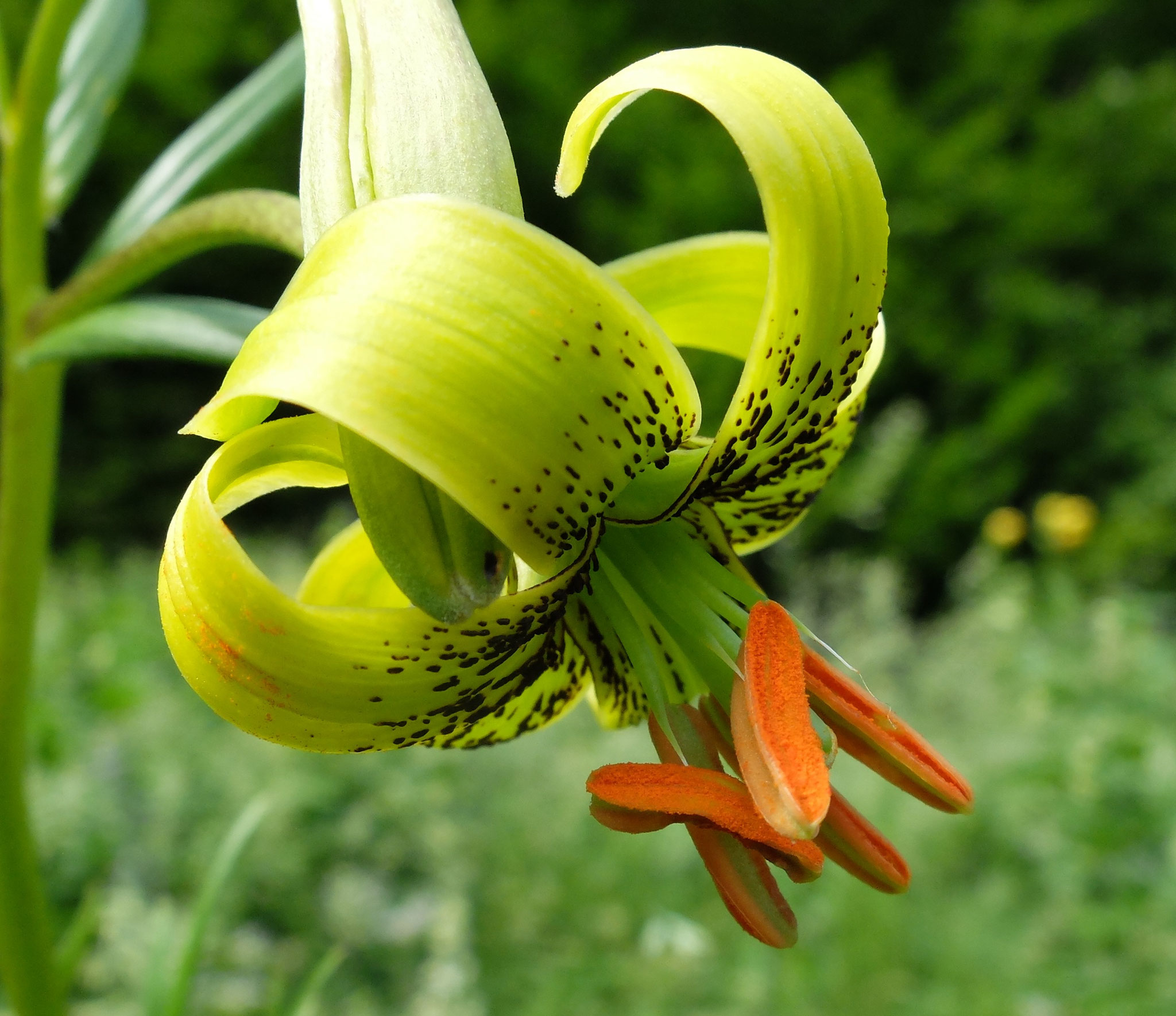 Lys des Pyrénées / Lilium pyrenaicum