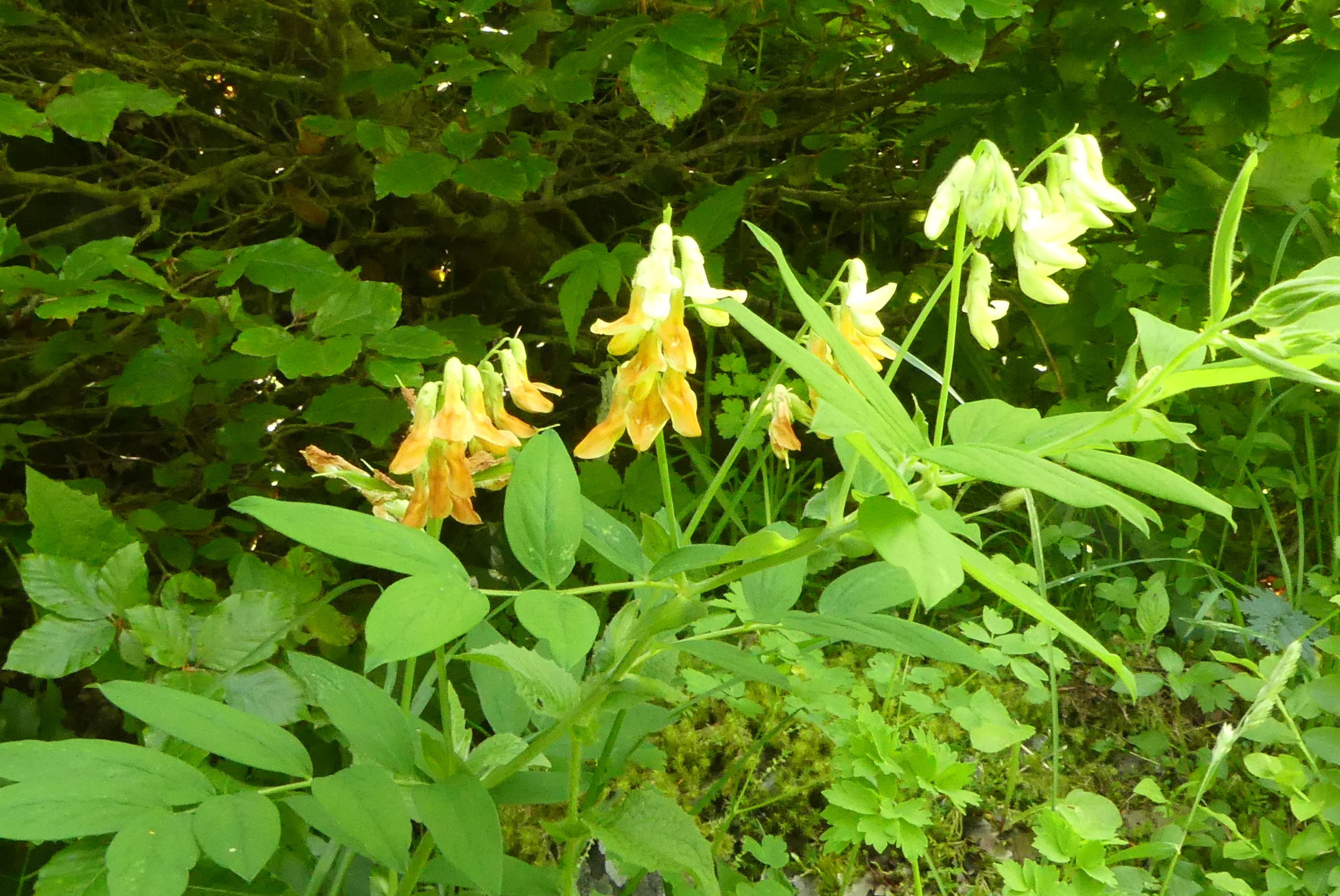 Gesse jaune / Lathyrus ochraceus