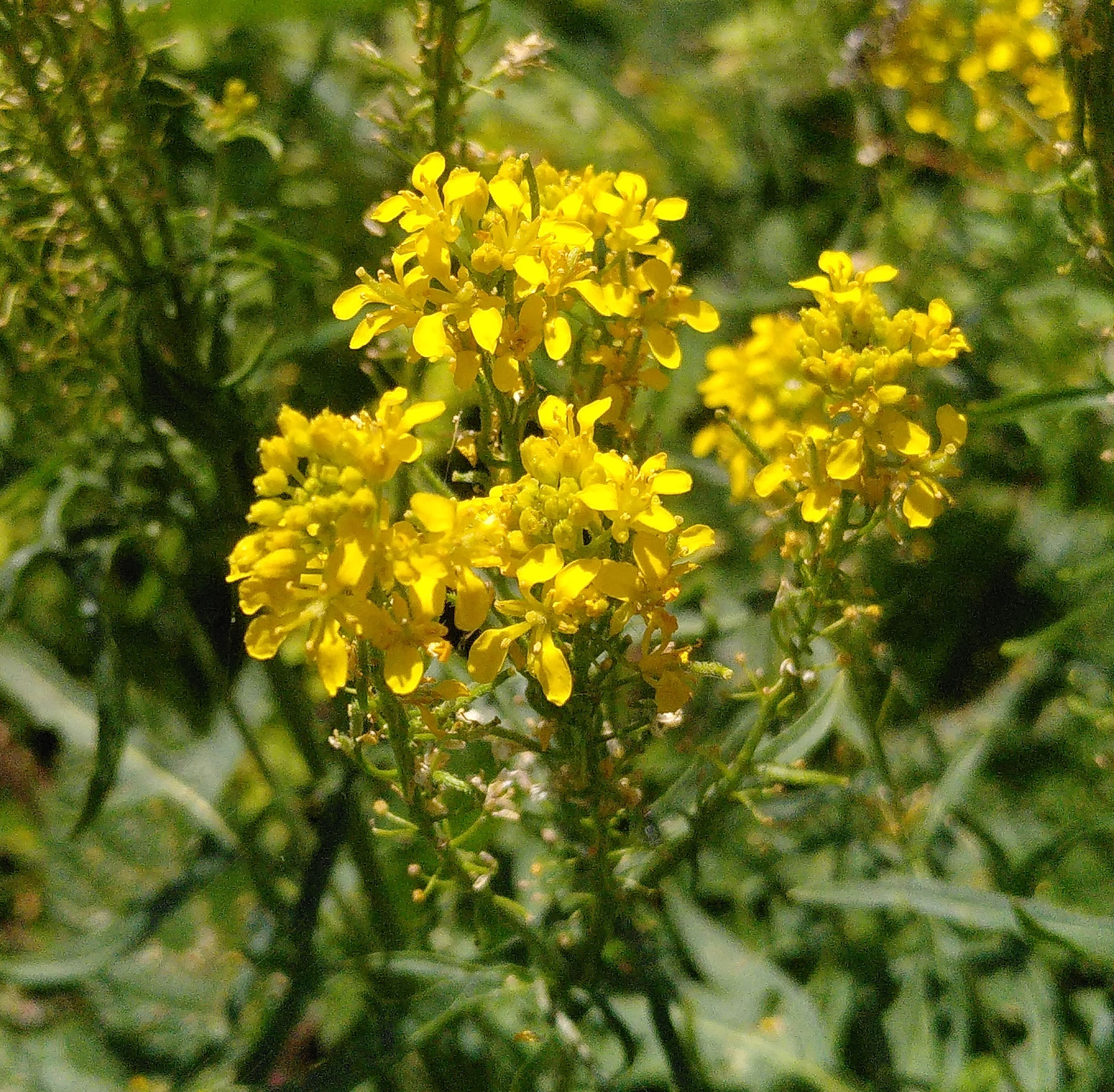 Sisymbre des Pyrénées / Sisymbrium austriacum
