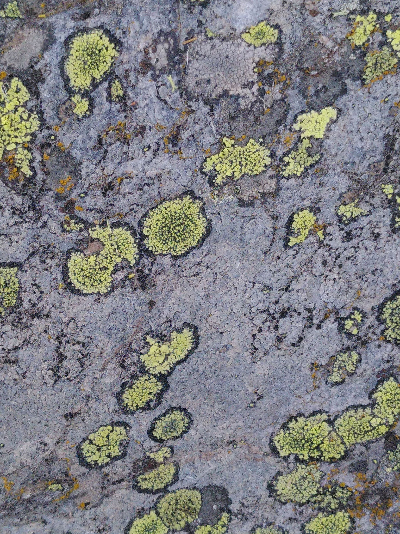 Rhizocarpon geographicum