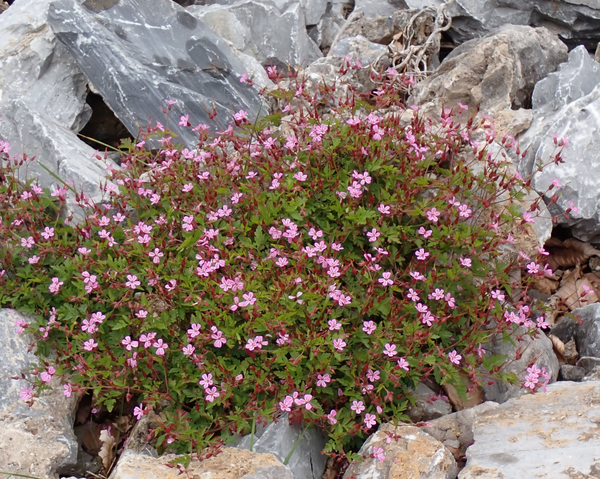 Herbe à Robert / Geranium robertianum
