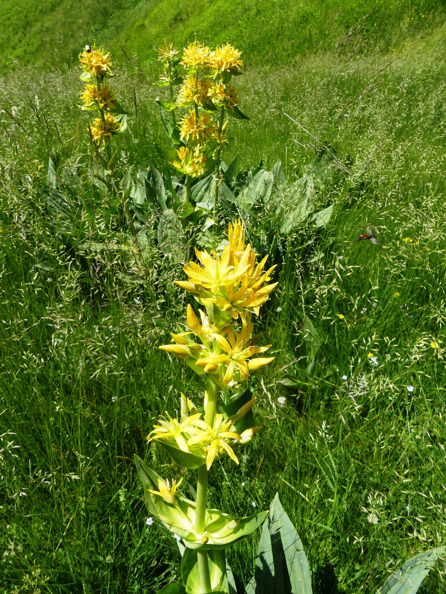 Gentiane jaune / Gentiana lutea