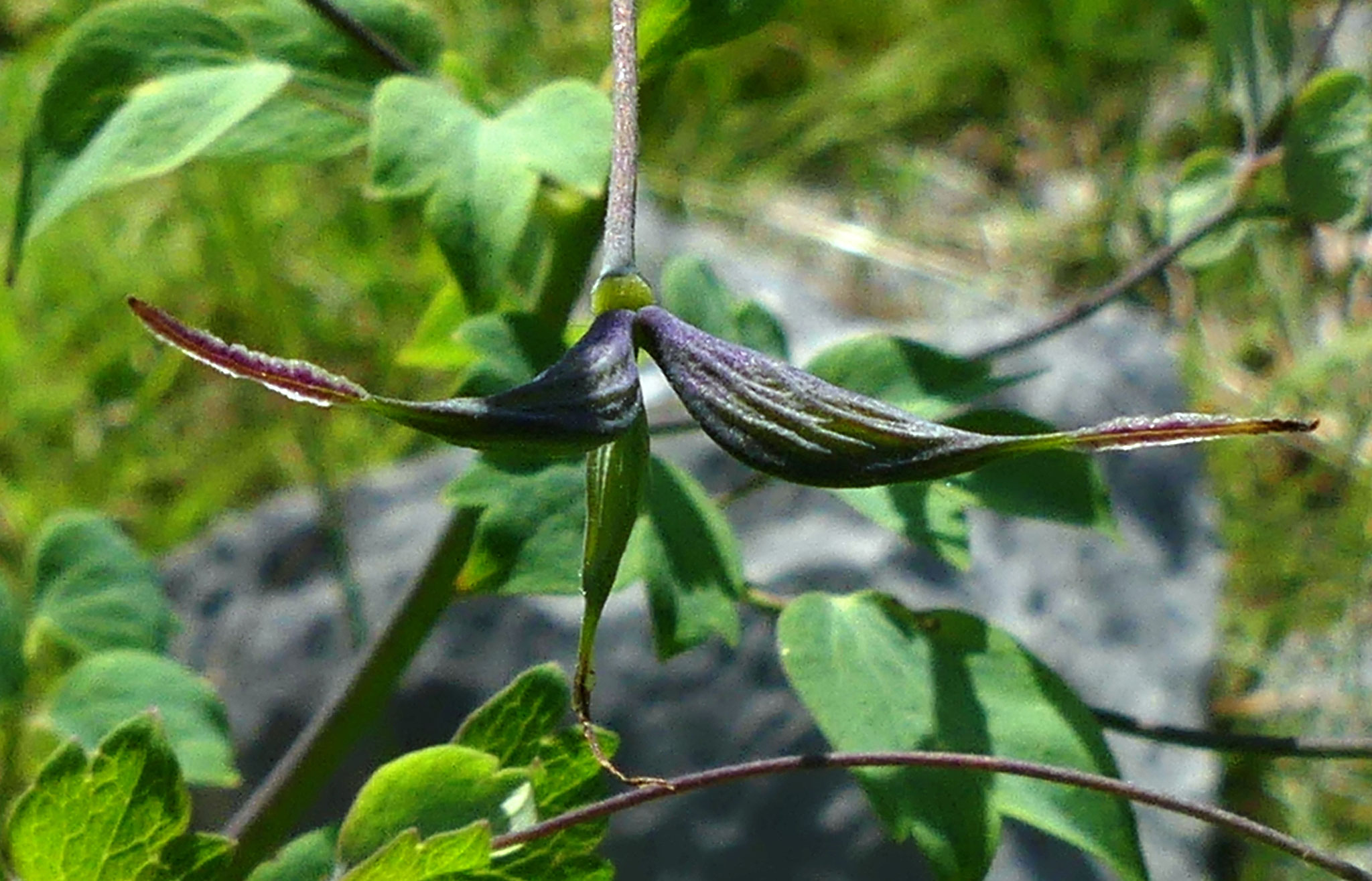 Pigamon à gros fruits / Thalictrum macrocarpum