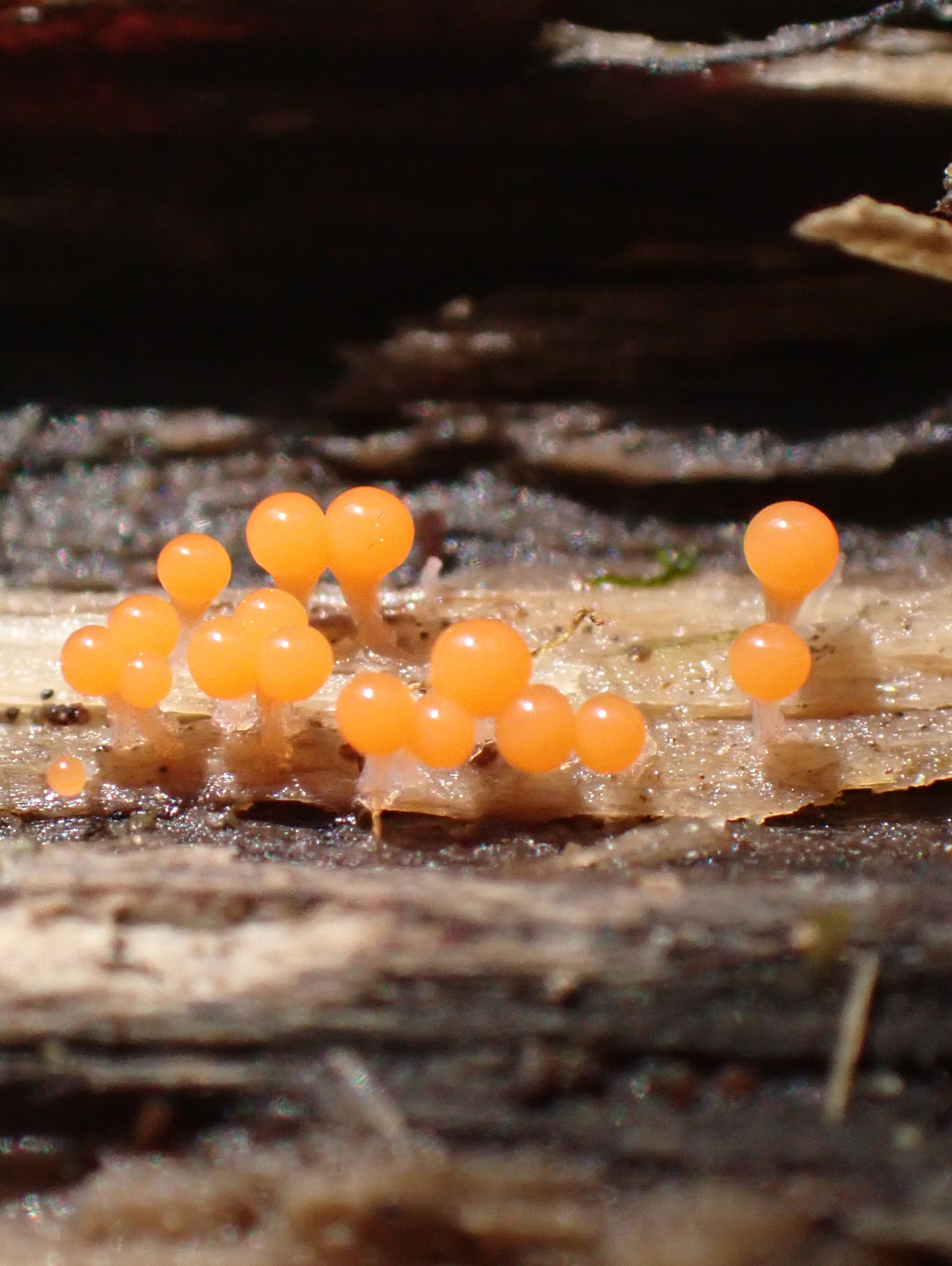 Hemitrichia