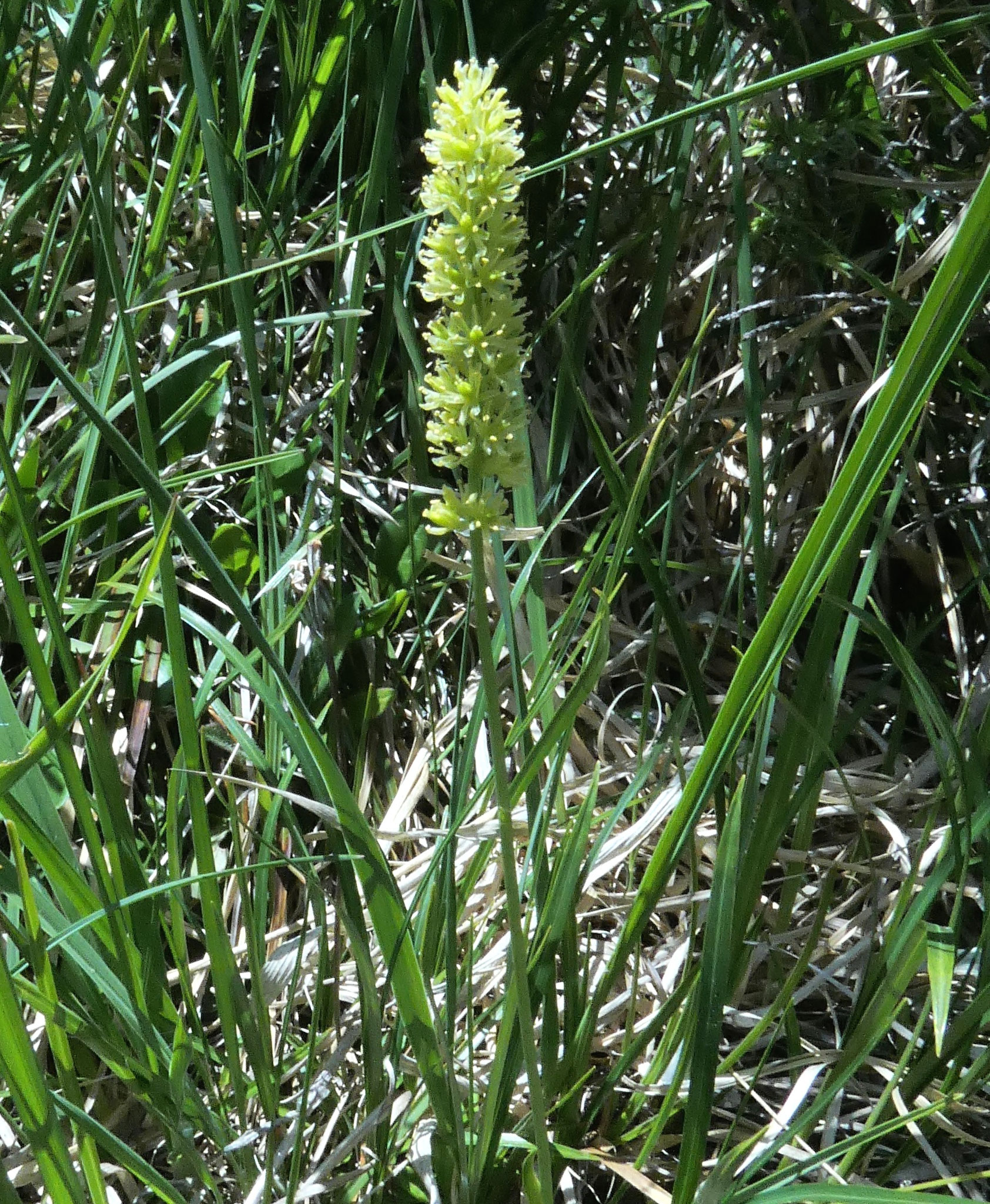 Tofieldie caliculée / Tofieldia calyculata