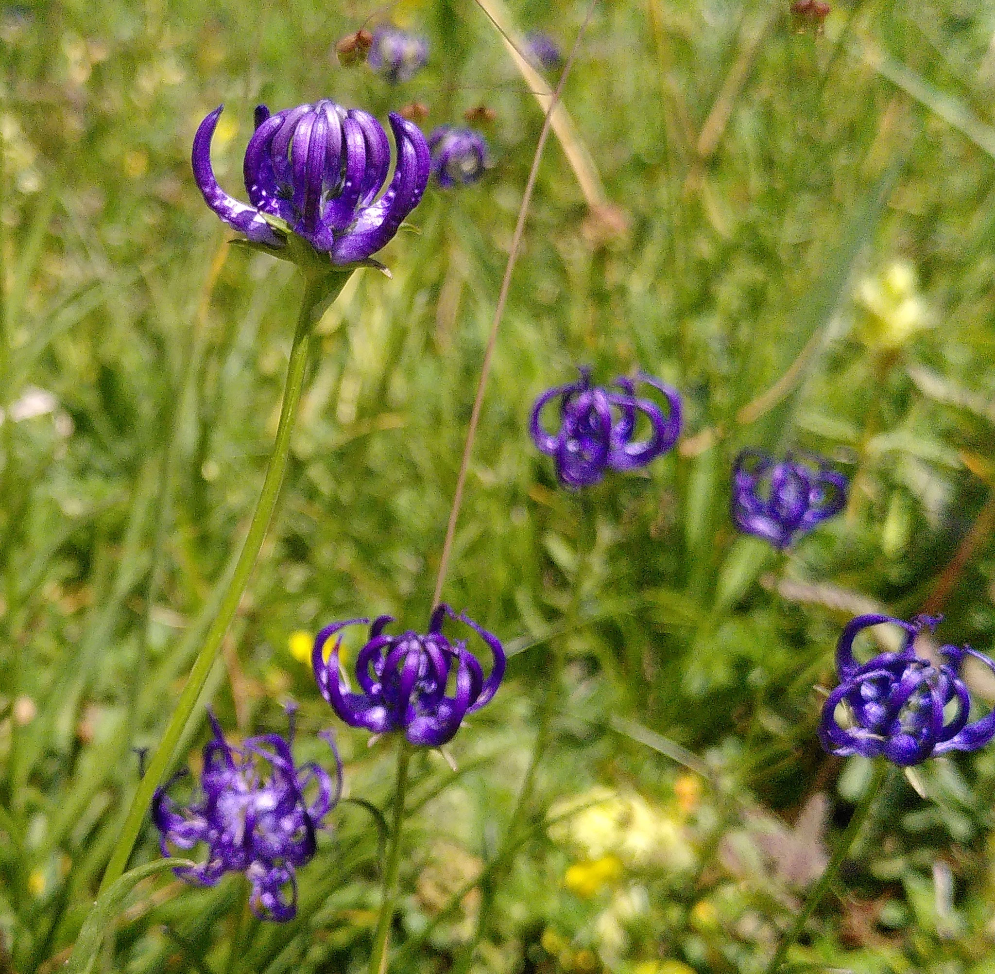 Raiponce orbiculaire / Phyteuma orbicularis