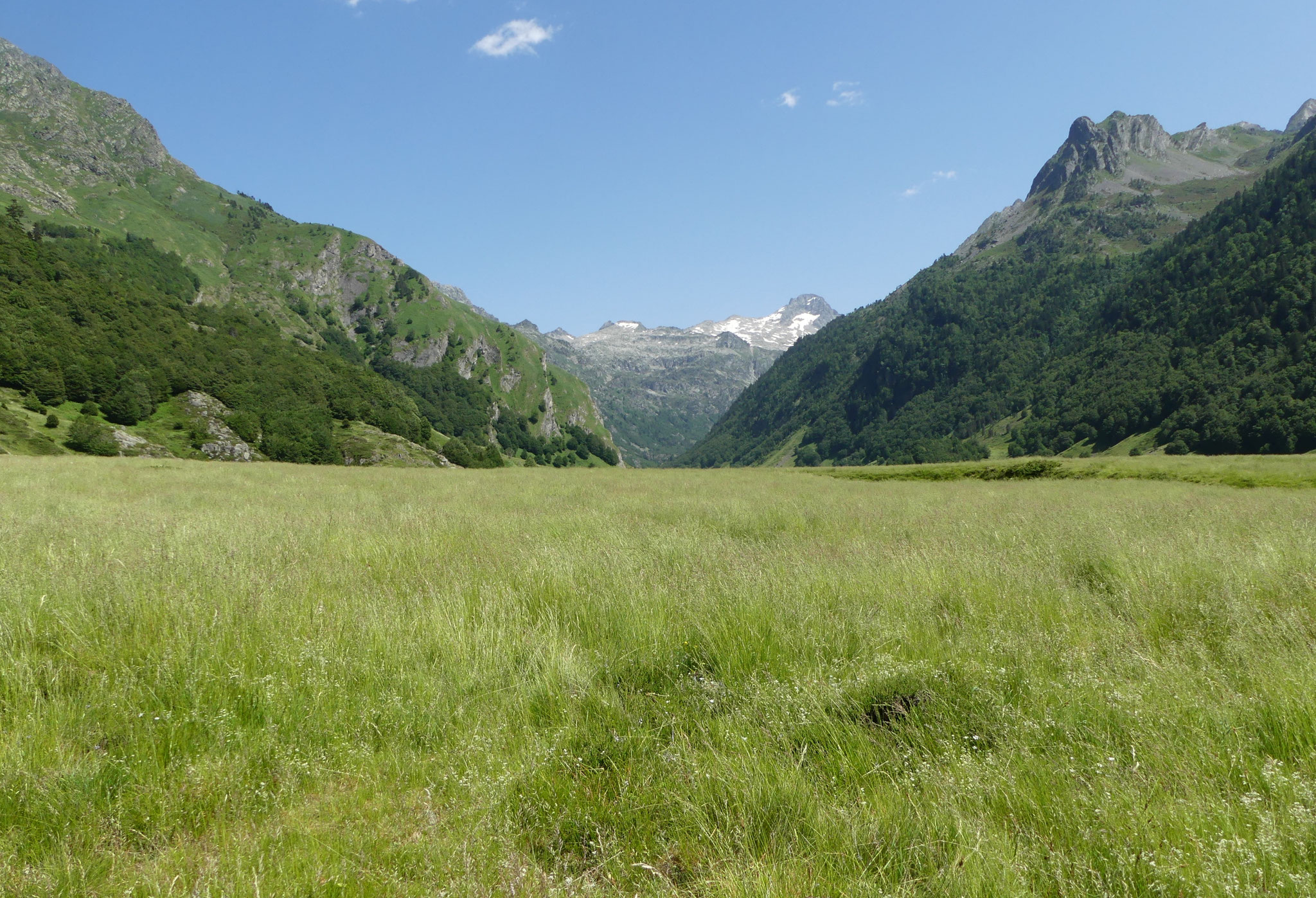 Fétuque noircissante / Festuca nigrescens