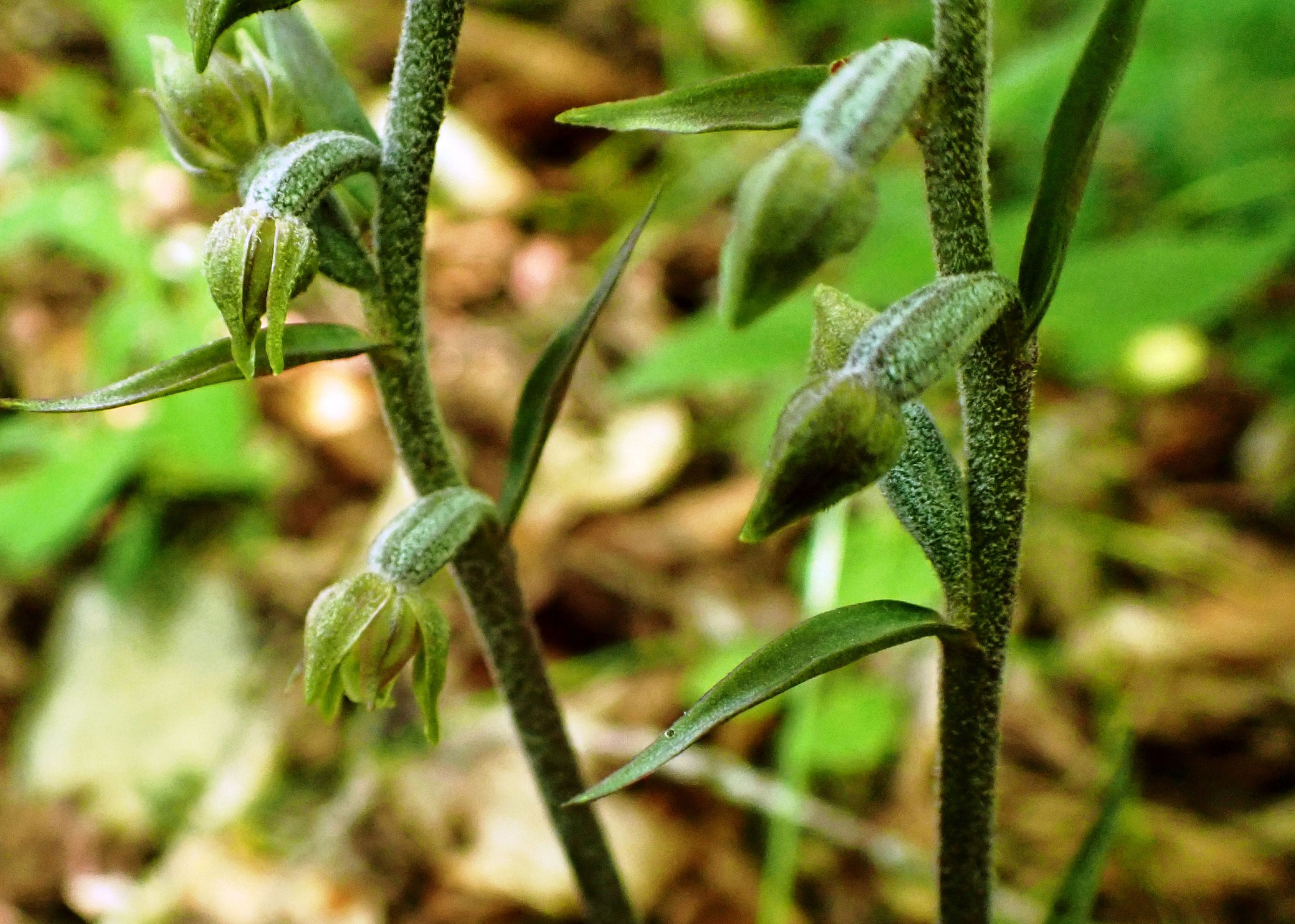Helleborine à petites feuilles / Epipactis microphylla