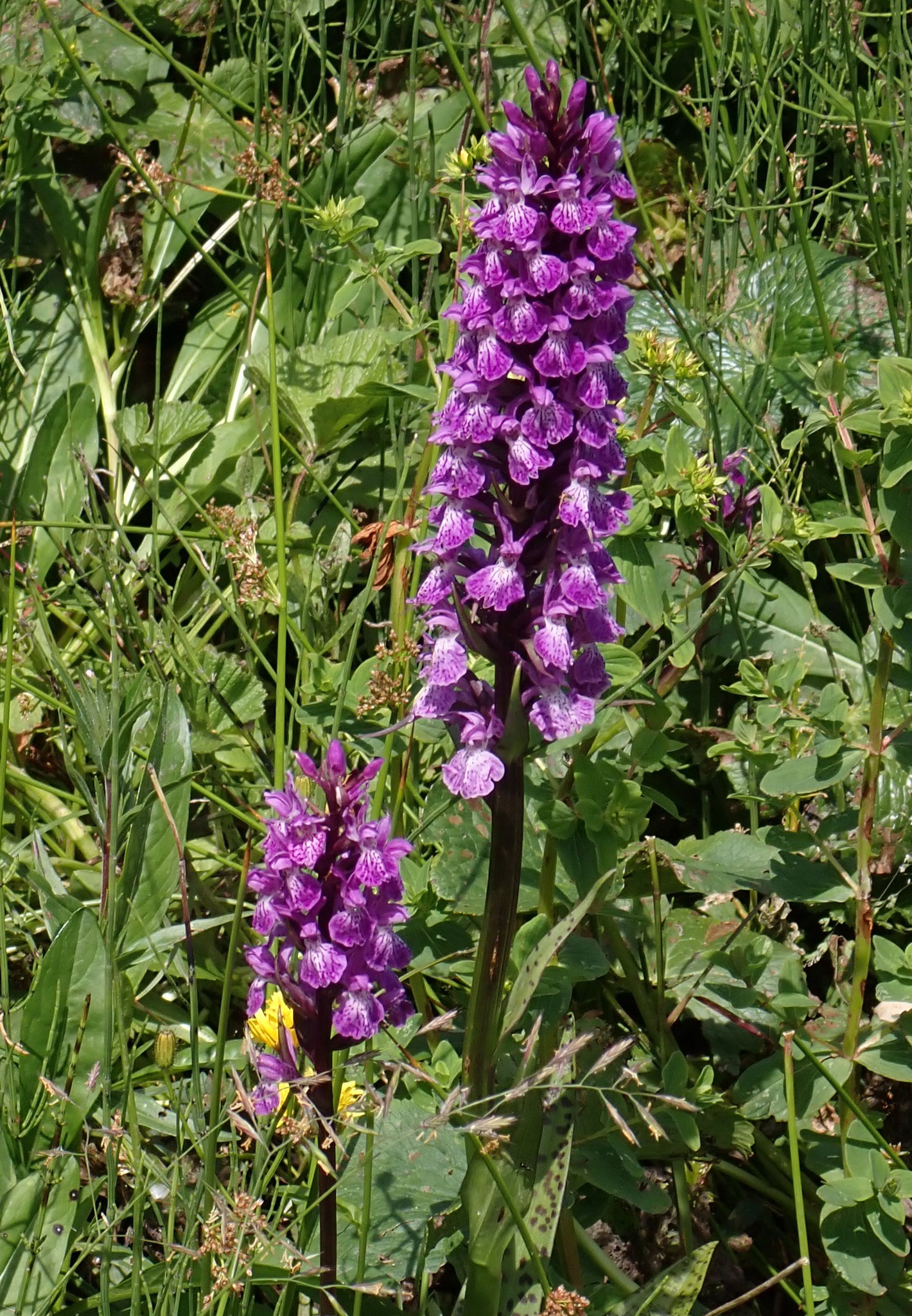 Orchis tacheté / Dactylorhiza maculata
