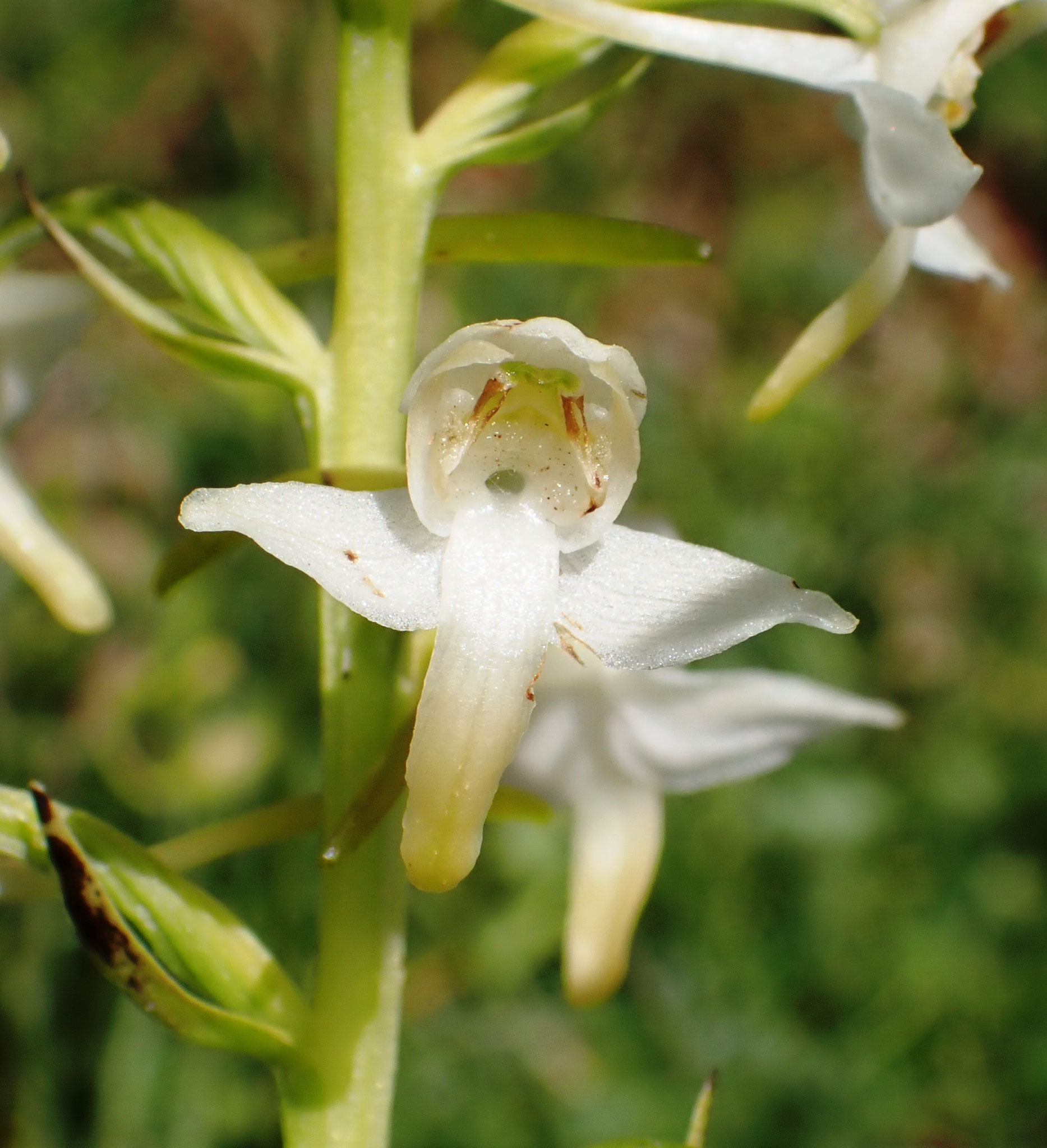 Planthantère verdâtre / Planthatera chlorantha