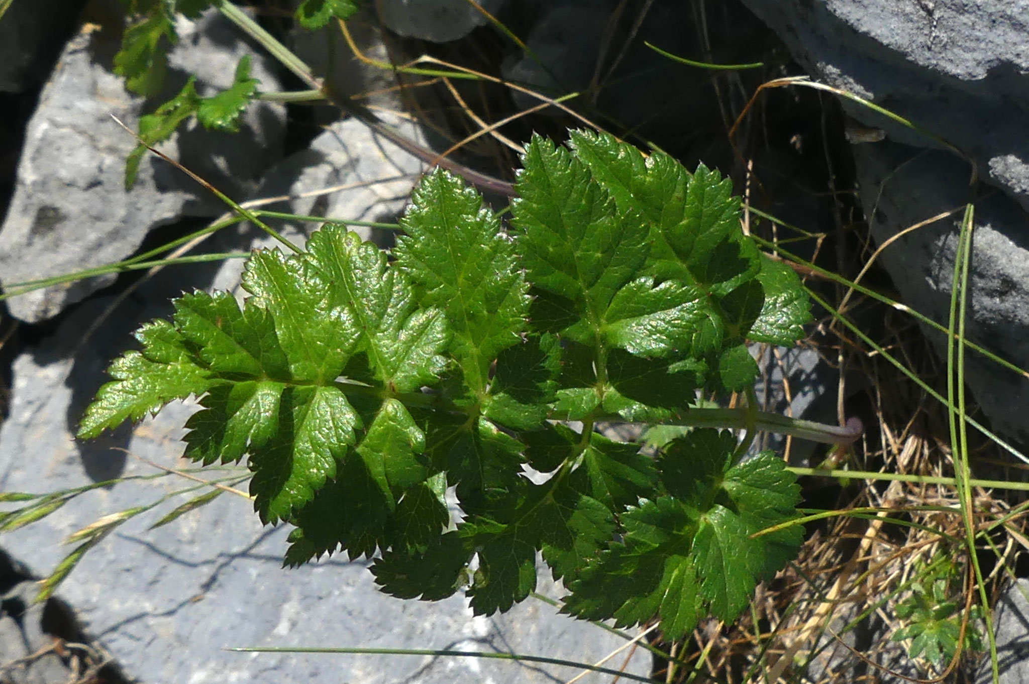 Boucage à feuille de berle / Pimpinella siifolia