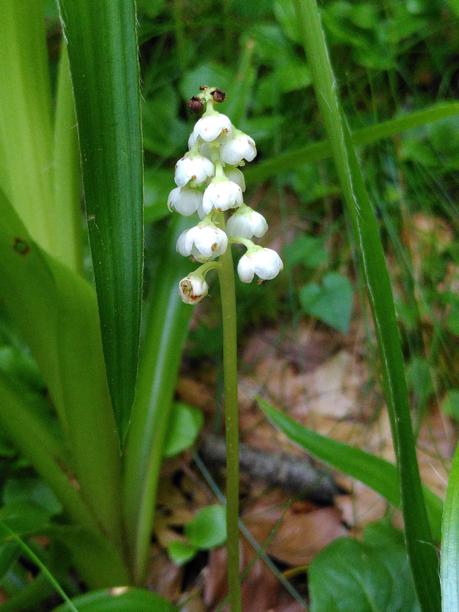 Petite Pyrole / Pyrola minor