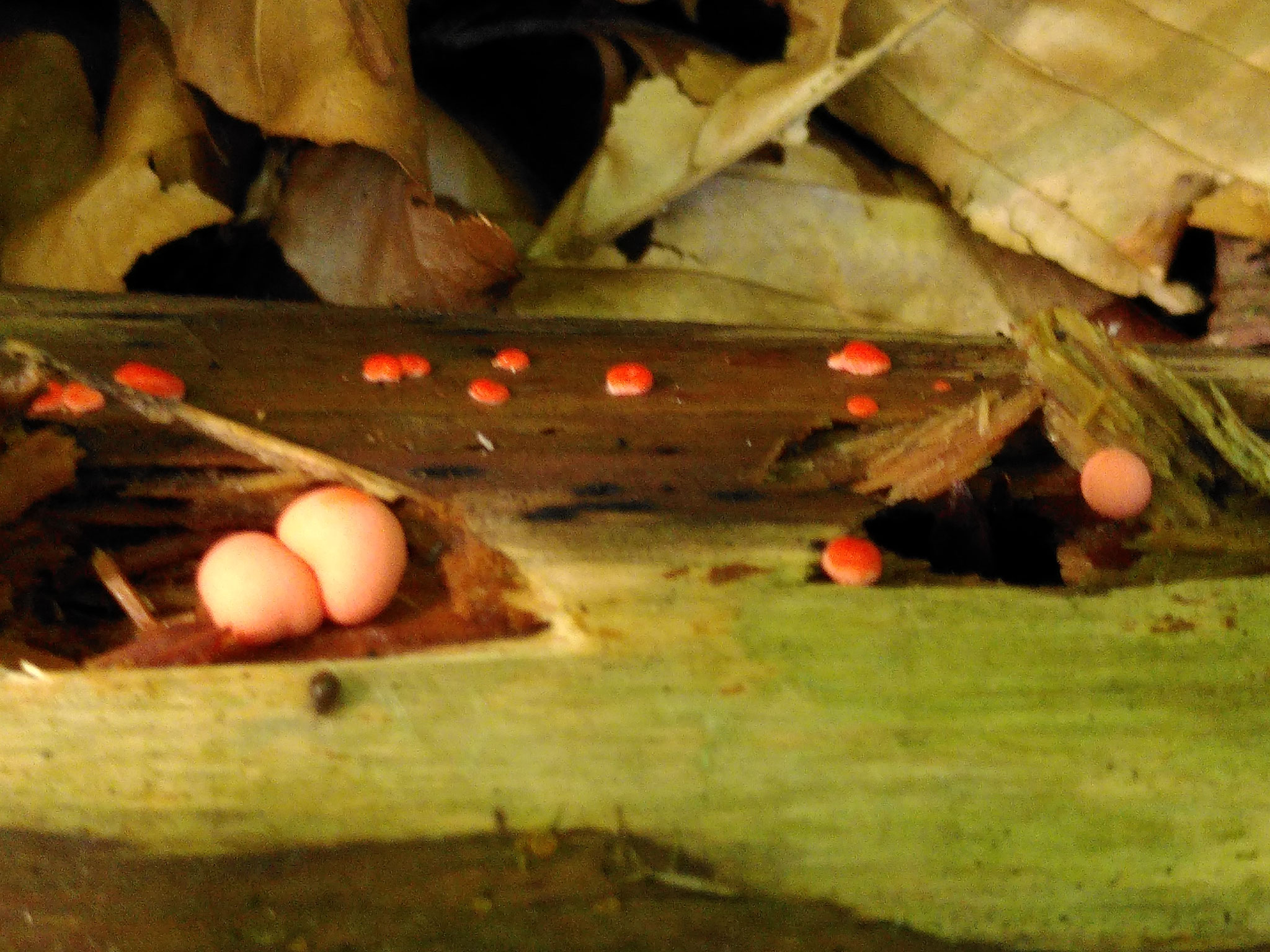 Lait de loup / Lycogala epidendron