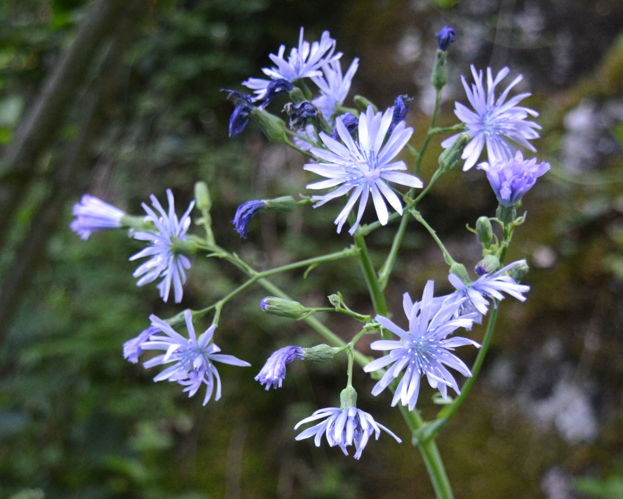 Laitue de Plumier / Lactuca plumieri