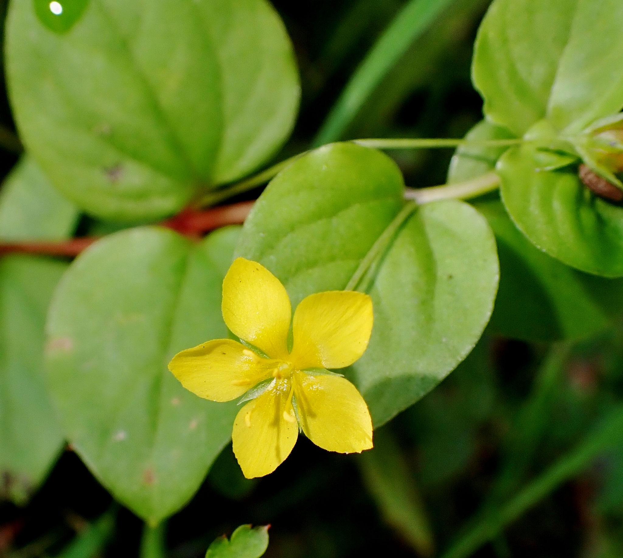 LYsimaque des bois / Lysimachia nemorum