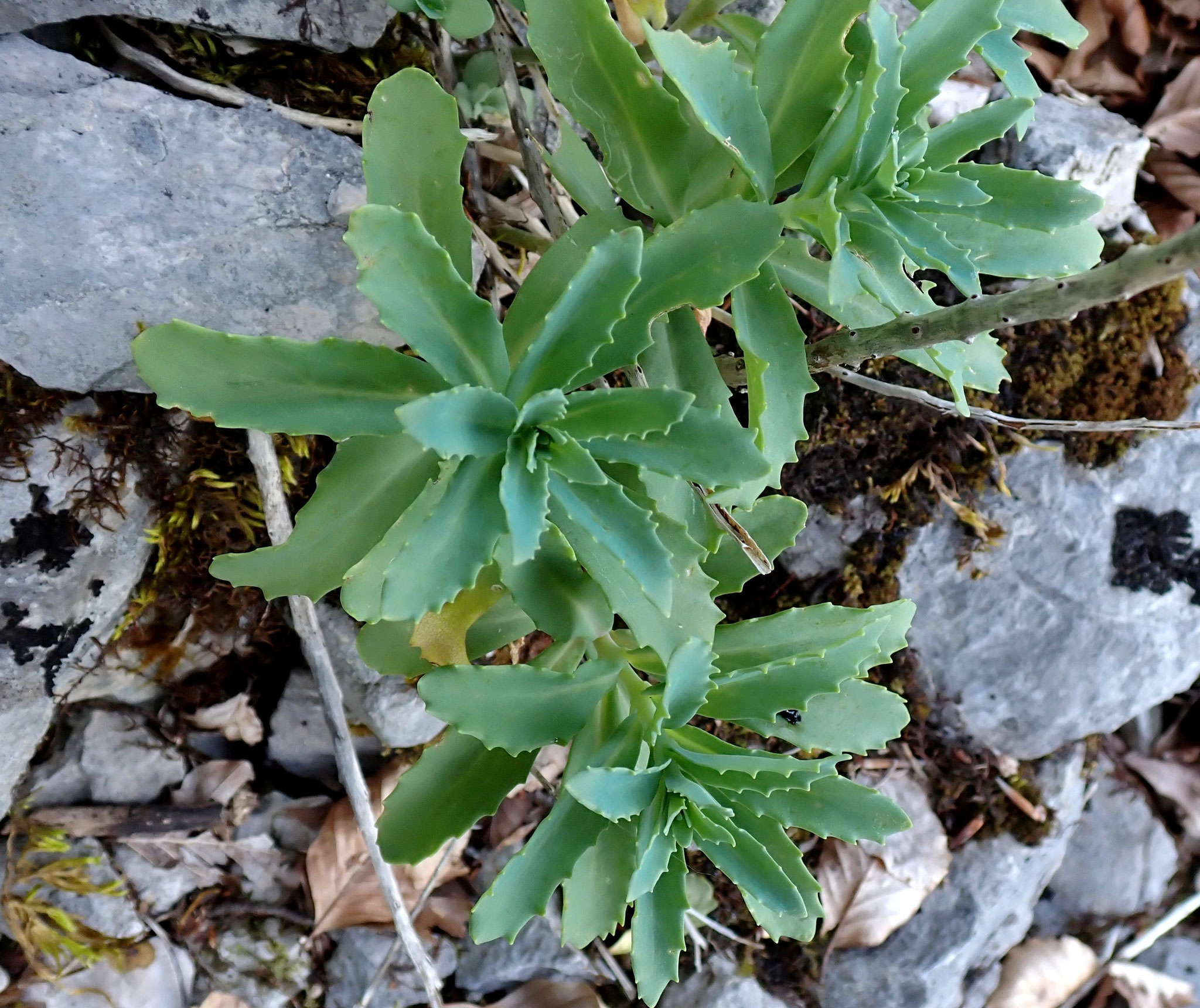 Sedum reprise / Hylotelephium telephium