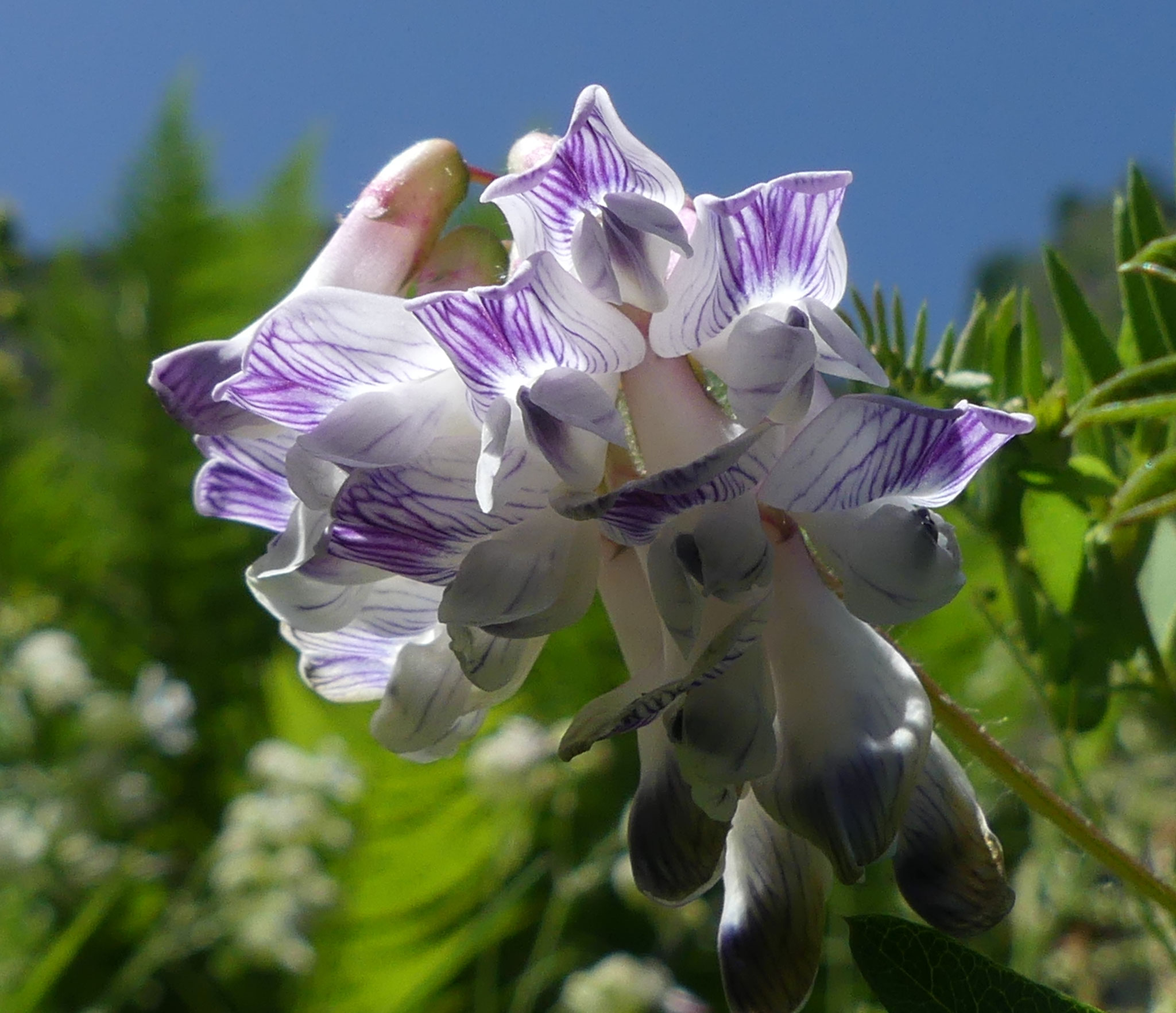 Vesce orobus / Vicia orobus