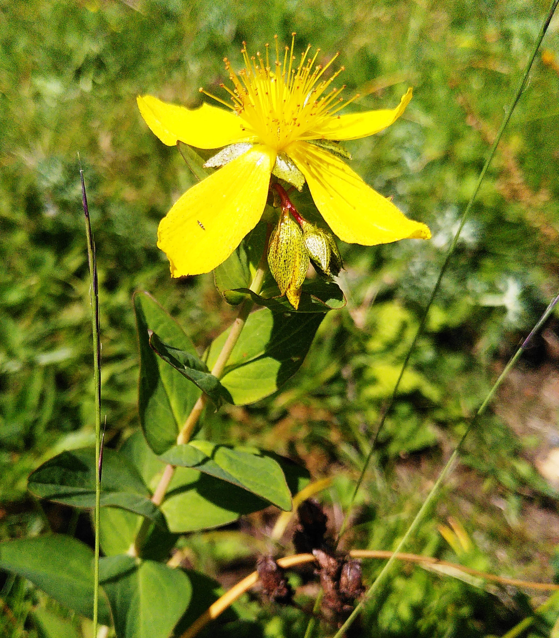Millepertuis de Burser / Hypericum richeri subsp. burseri