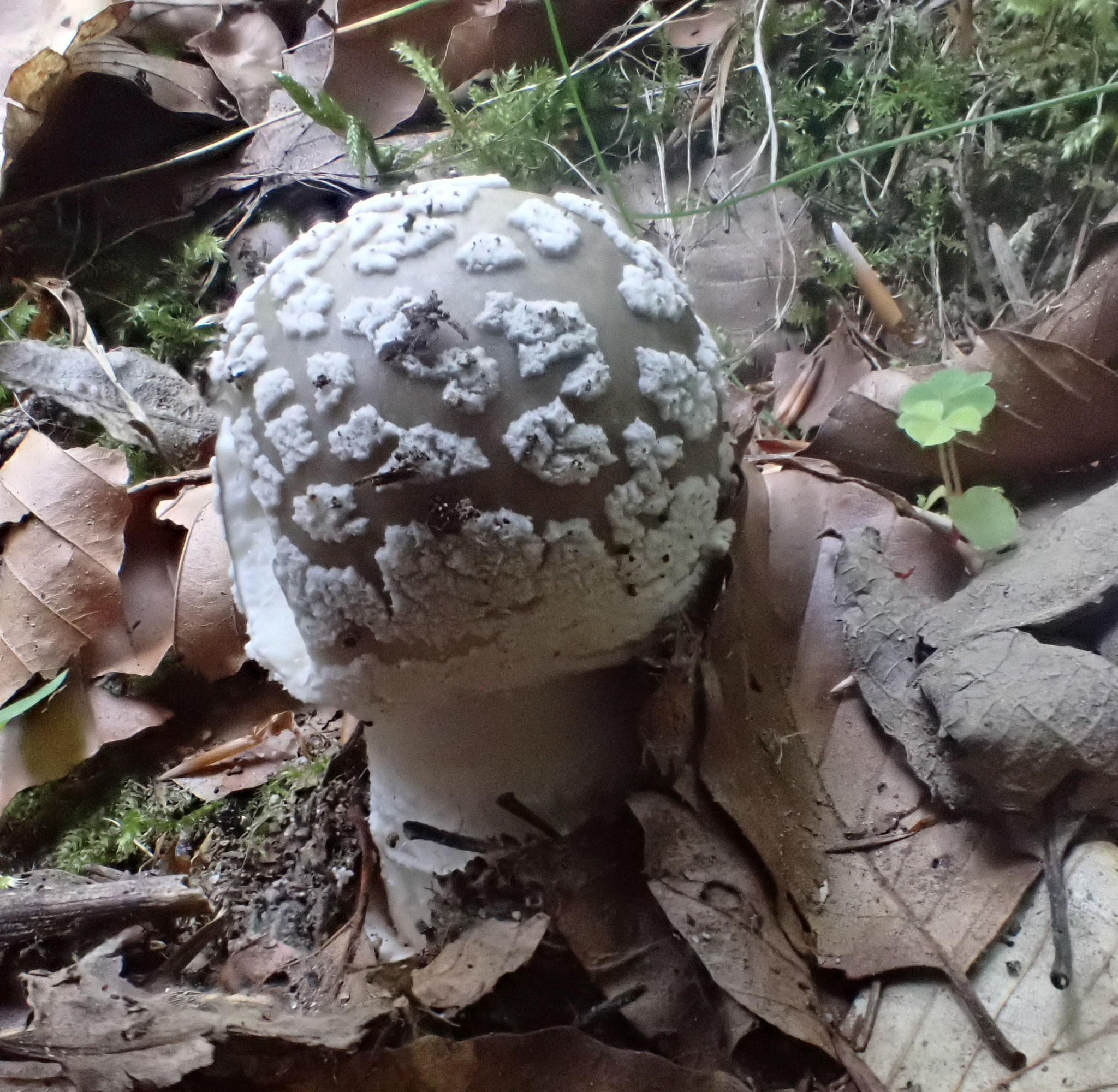 Amanaite panthère