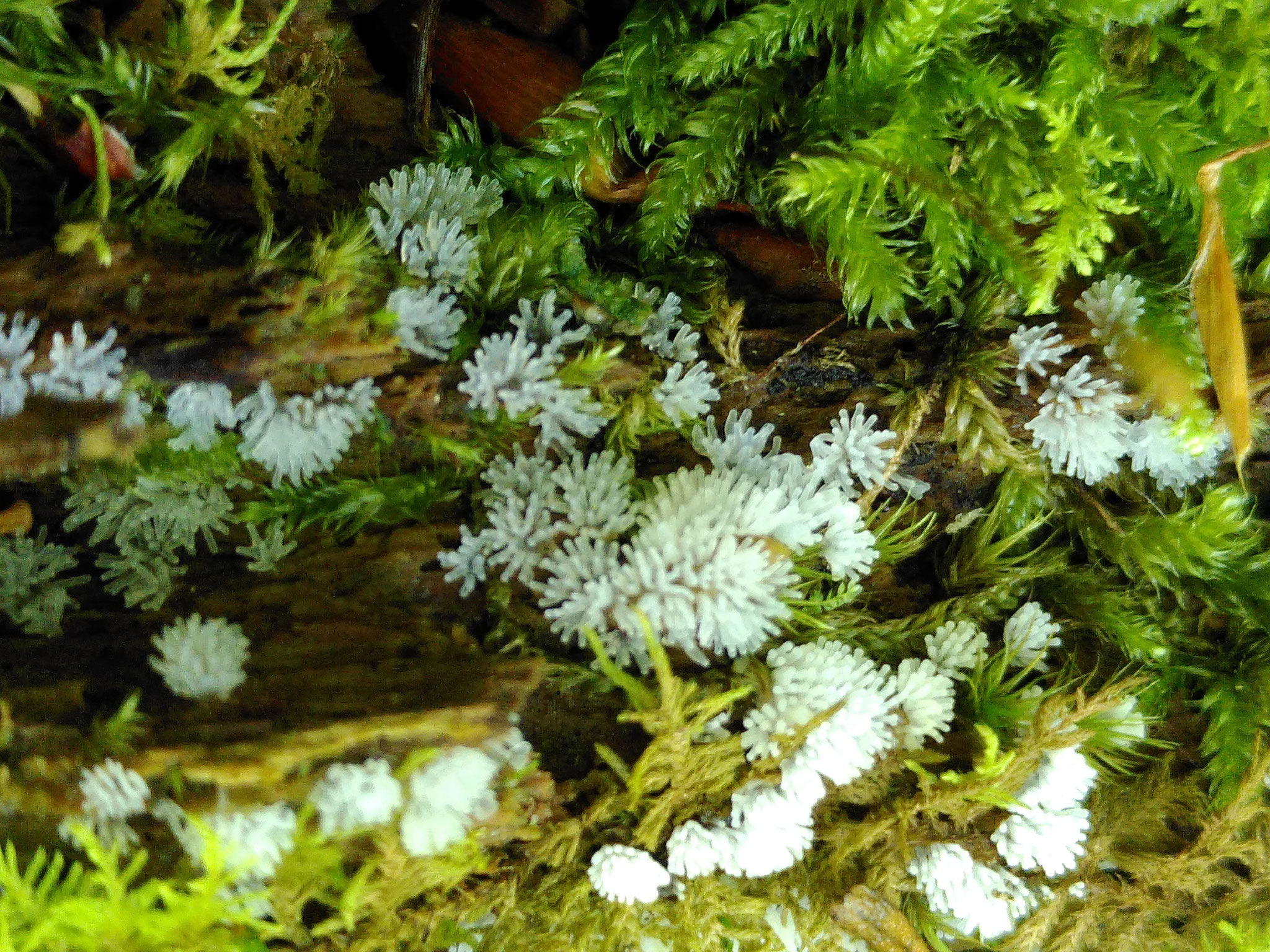Ceratiomyxa porioides