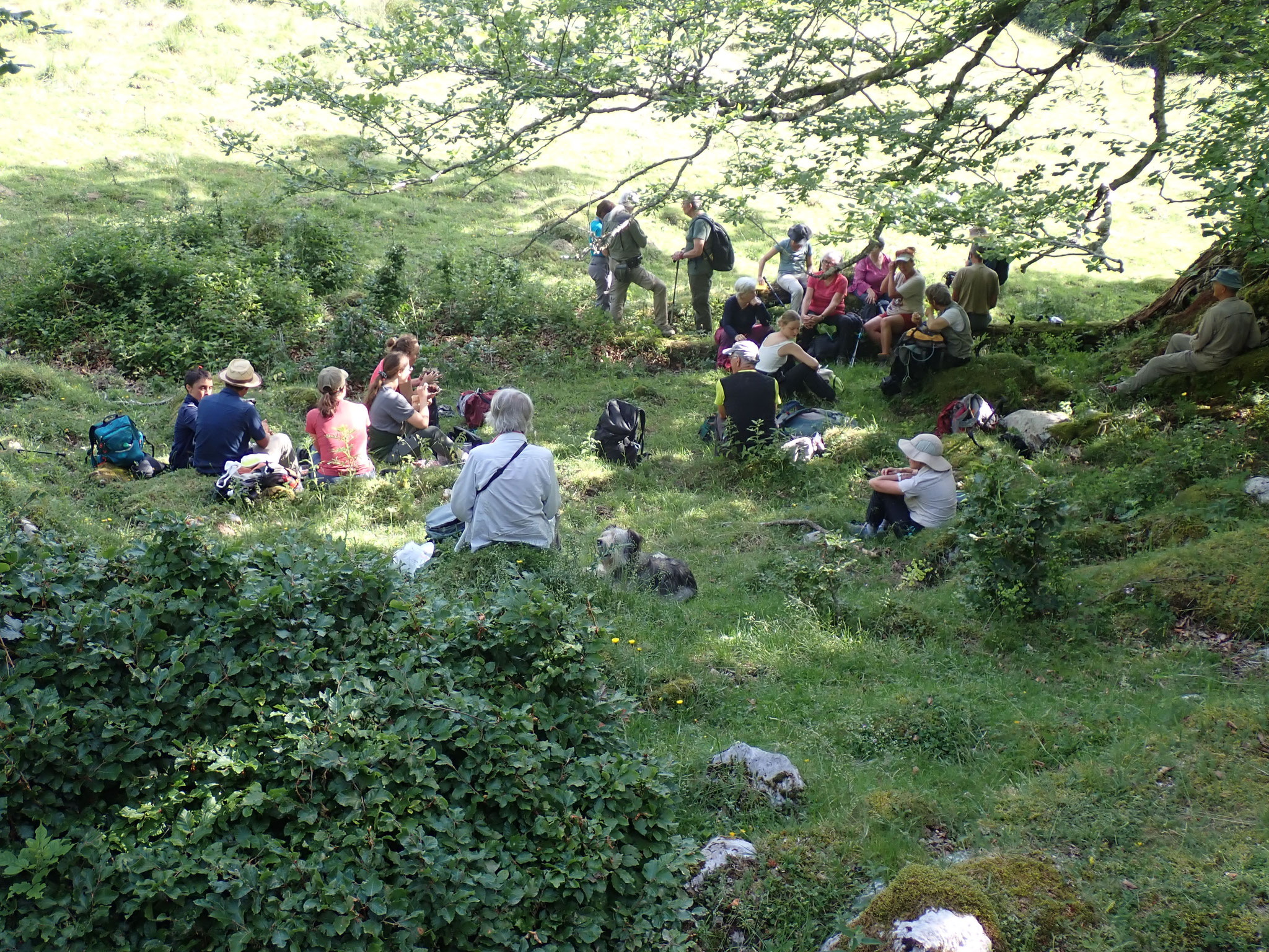 Repos sous le gros hêtre de la clairière