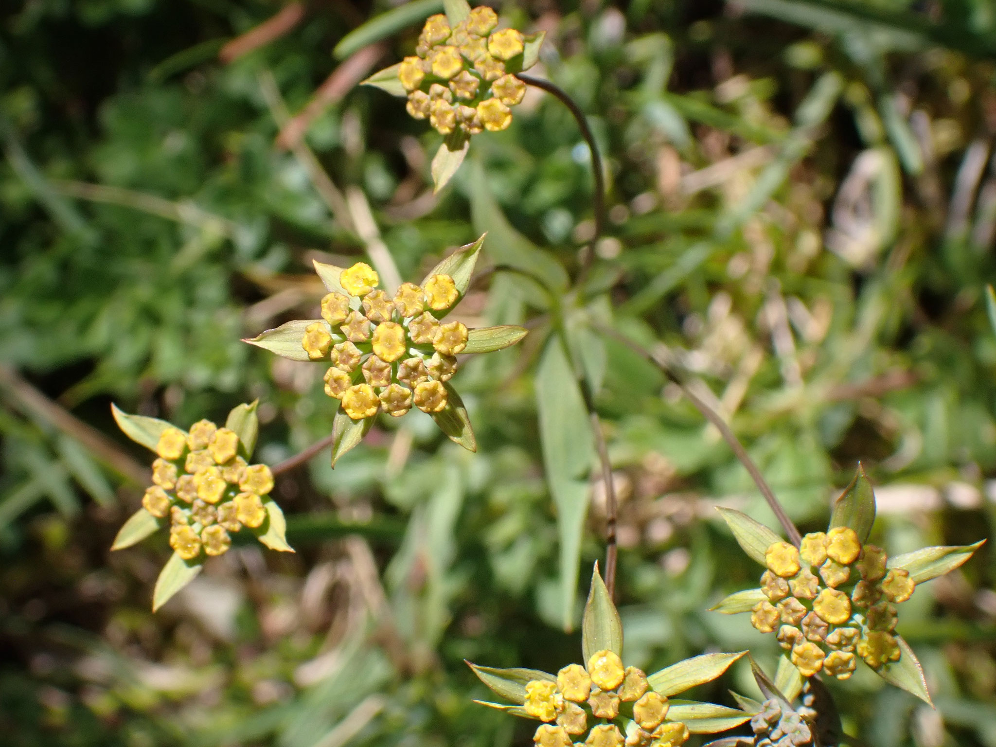 Buplèvre fausse renoncule / Bupleurum ranunculoides