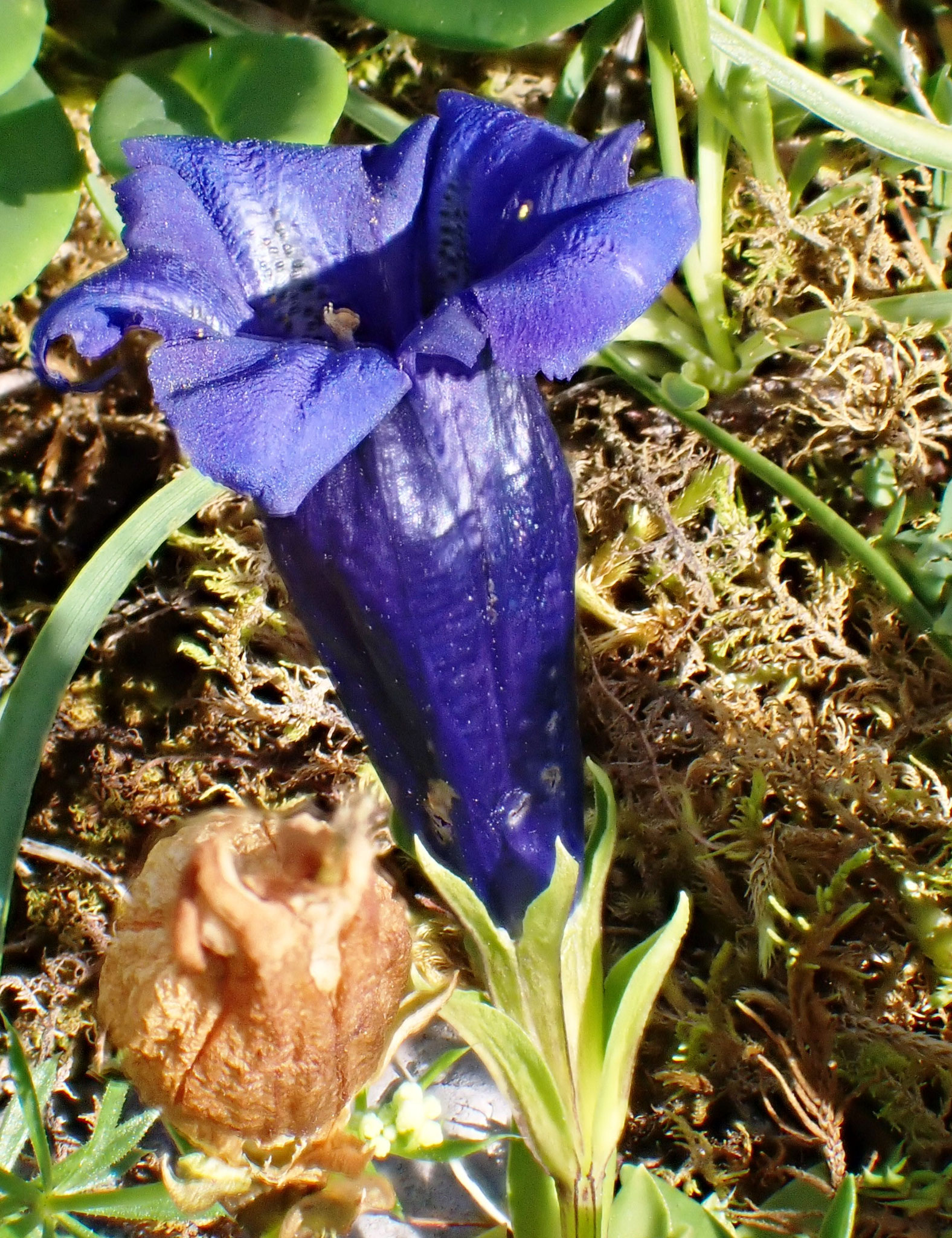 Gentiane occidentale / Gentiana occidentalis