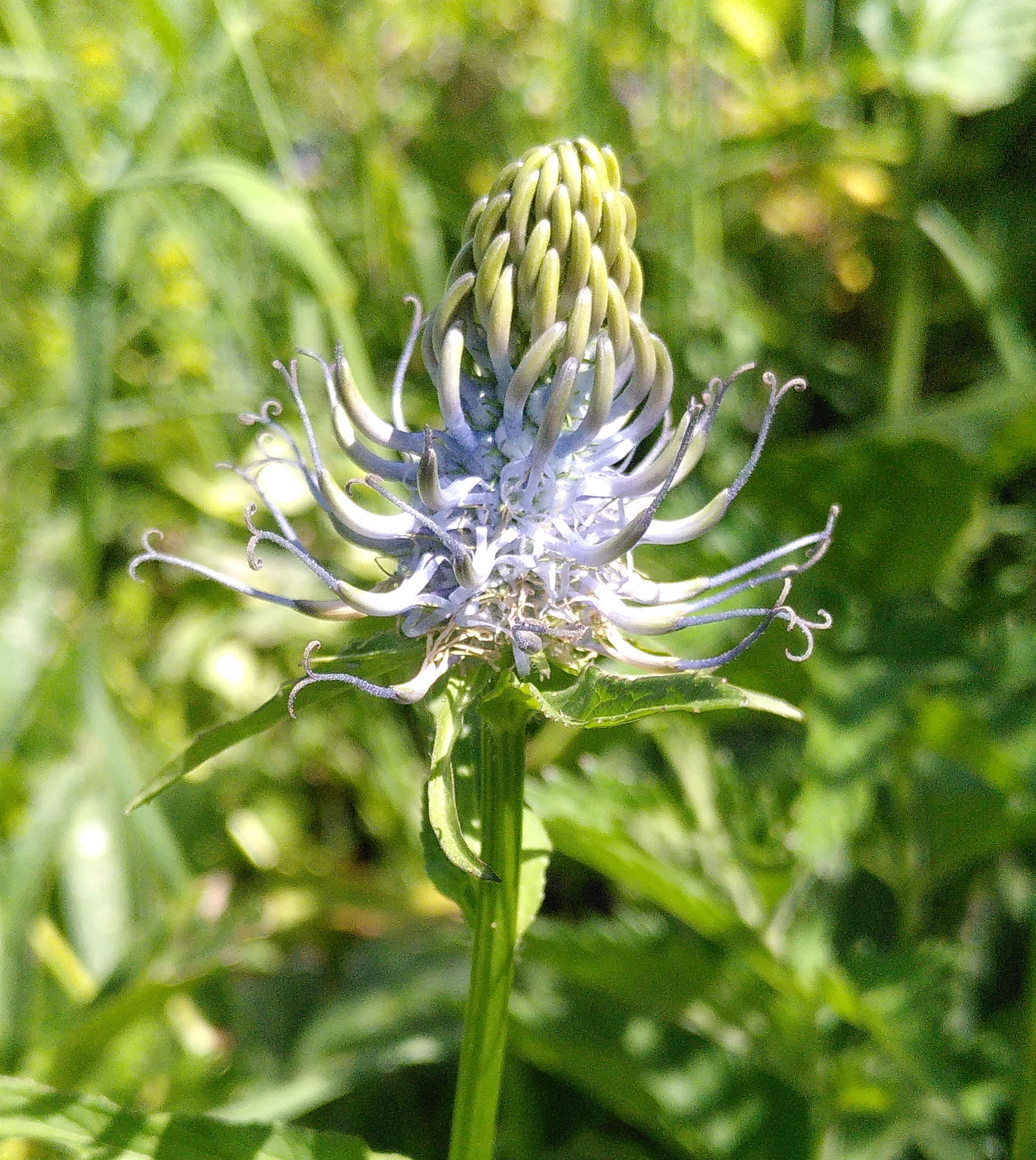 Raiponce des Pyrénées / Phyteuma pyrenaica