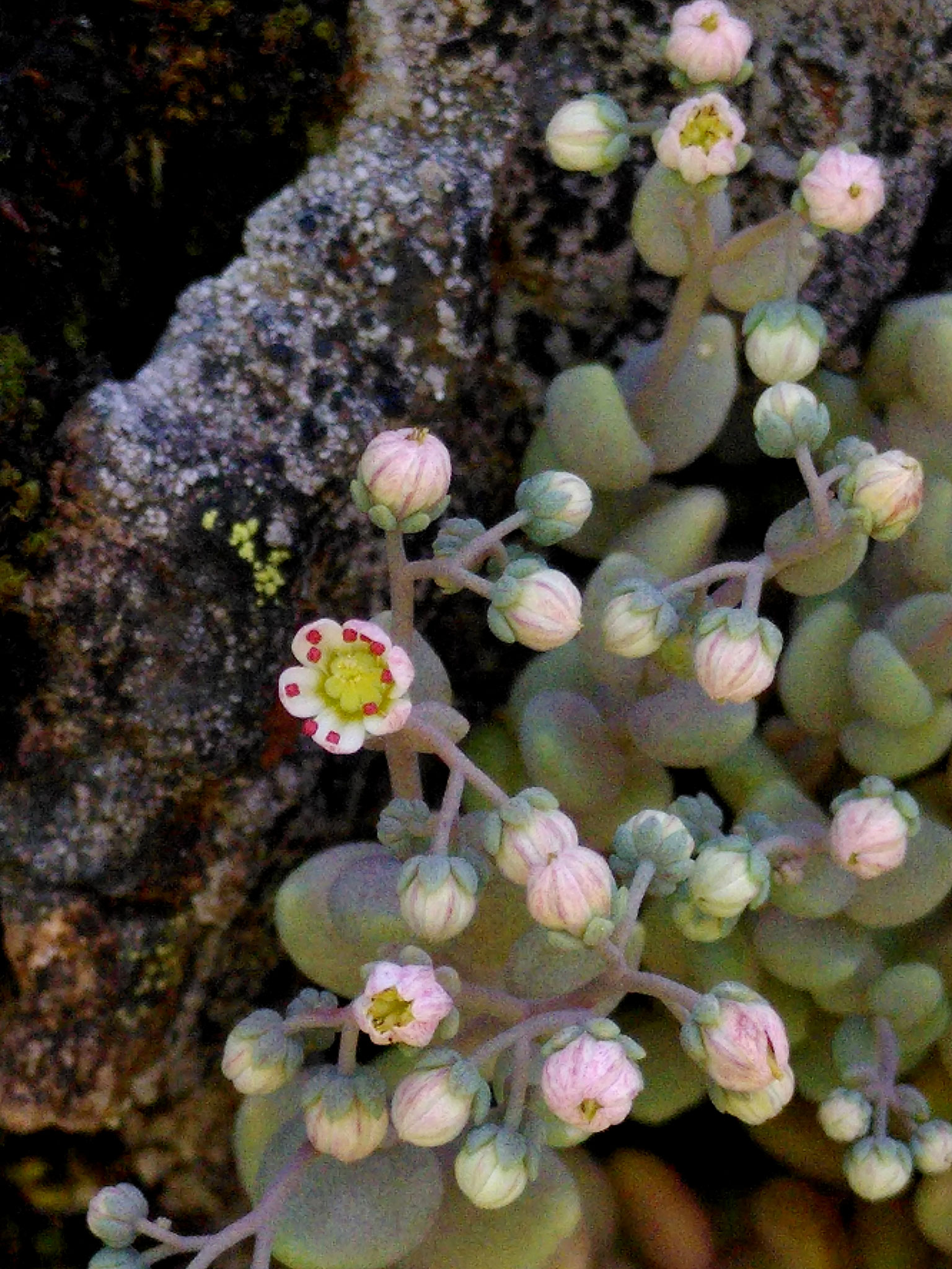 Sedum à feuilles épaisses / Sedum dasyphyllum