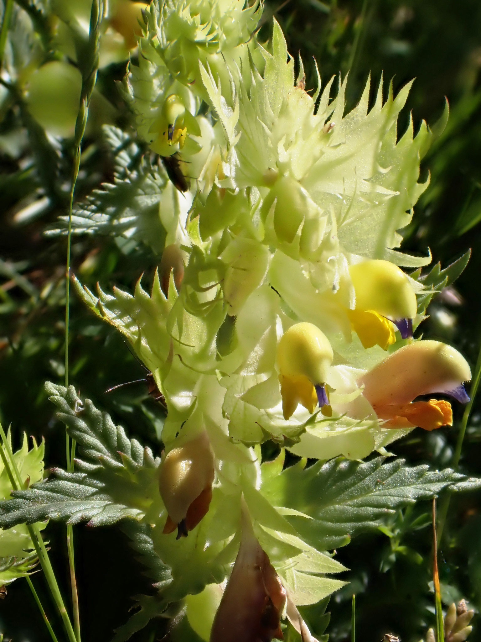 Rhinanthe nain / Rhinanthus pumilus