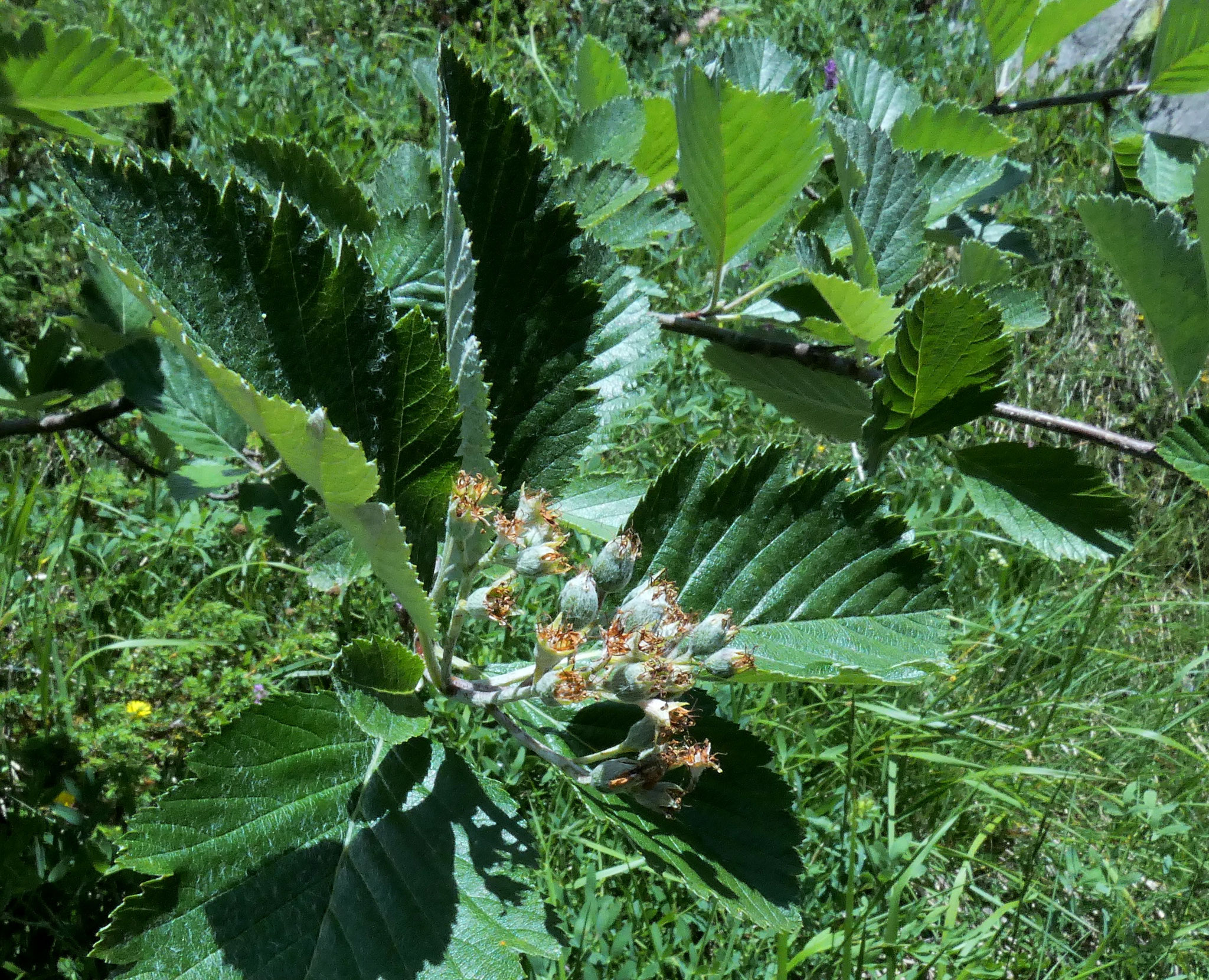 Alisier de Mougeot / Hedlundia mougotii