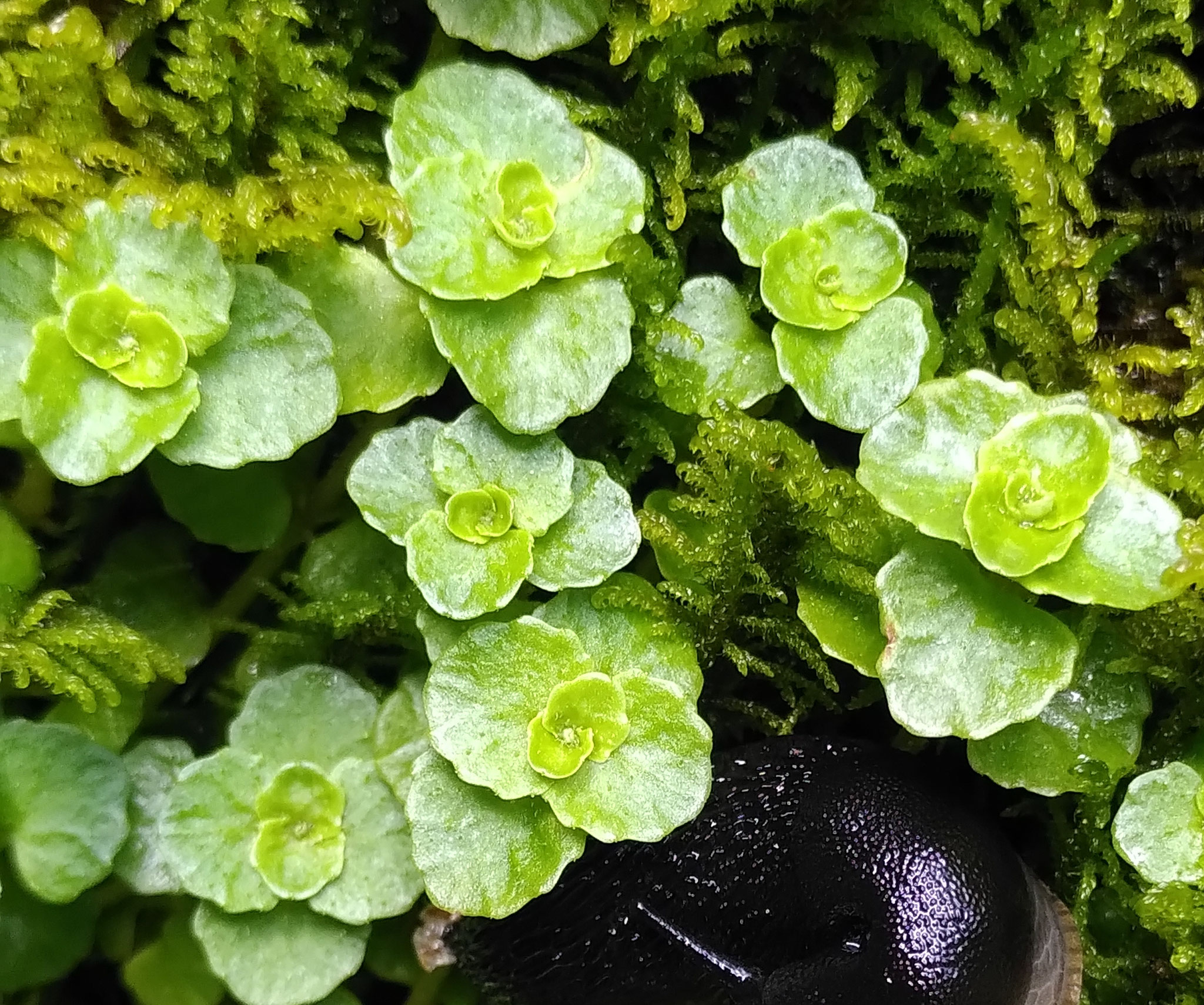Dorine à feuilles oposées / Chrysosplenium oppositifolium