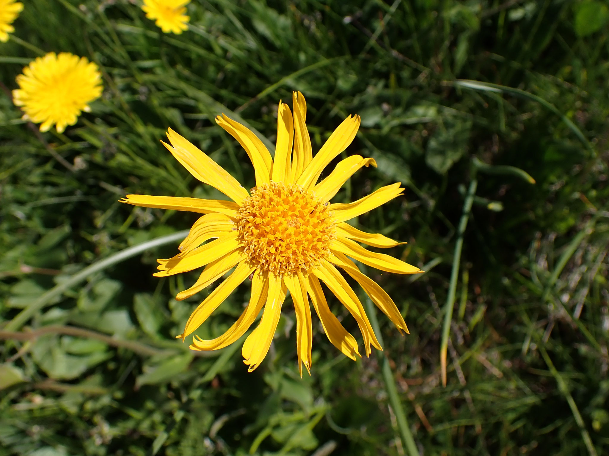 Arnica de montagne