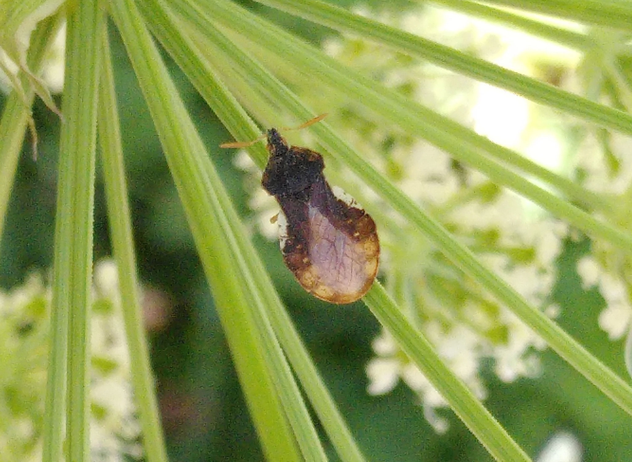Punaise guitare /  Phymata crassipes sur apiacee sp